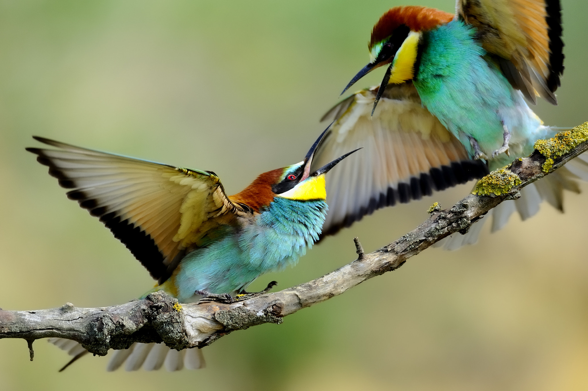 Nikon D700 sample photo. Bee eater  1833 photography