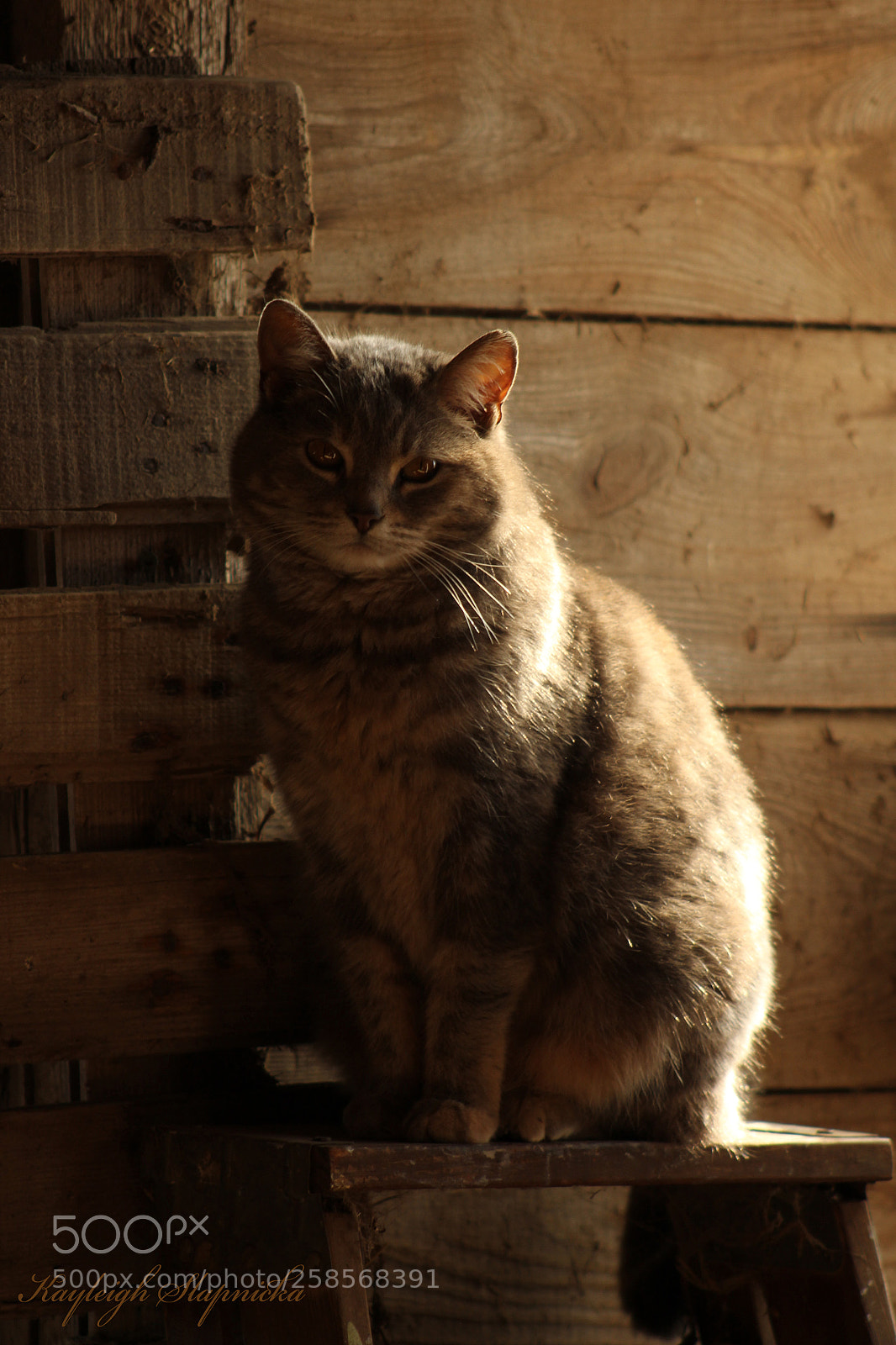 Canon EOS 1300D (EOS Rebel T6 / EOS Kiss X80) sample photo. Posing in the light photography