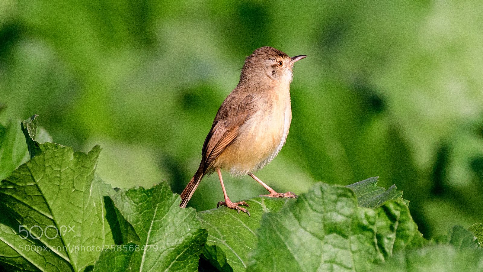 Nikon D500 sample photo. Plain prinia photography
