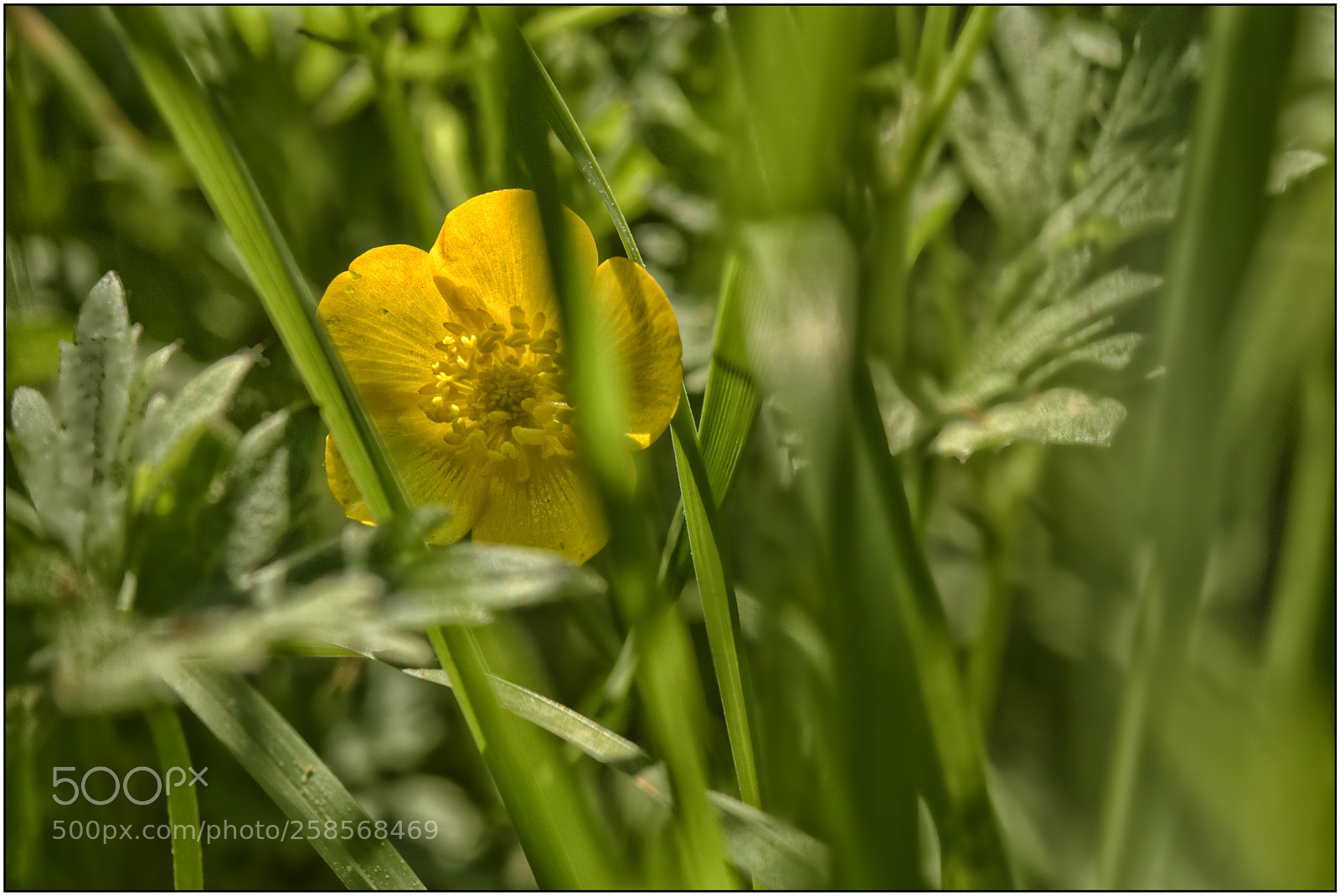 Nikon D3300 sample photo. …something about spring – v... photography