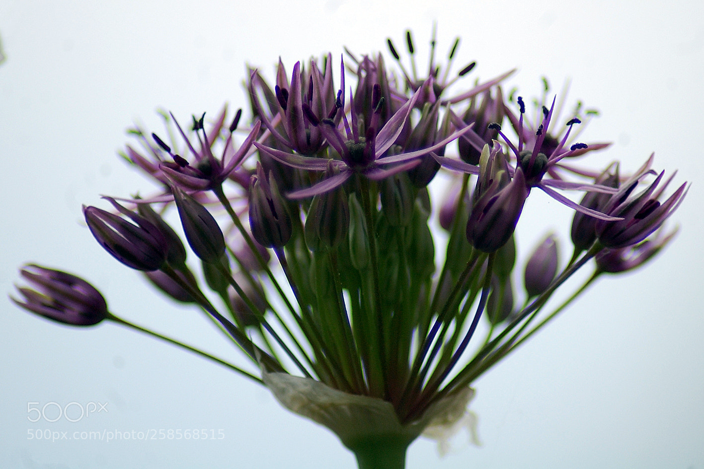 Nikon D40 sample photo. Agapantus photography