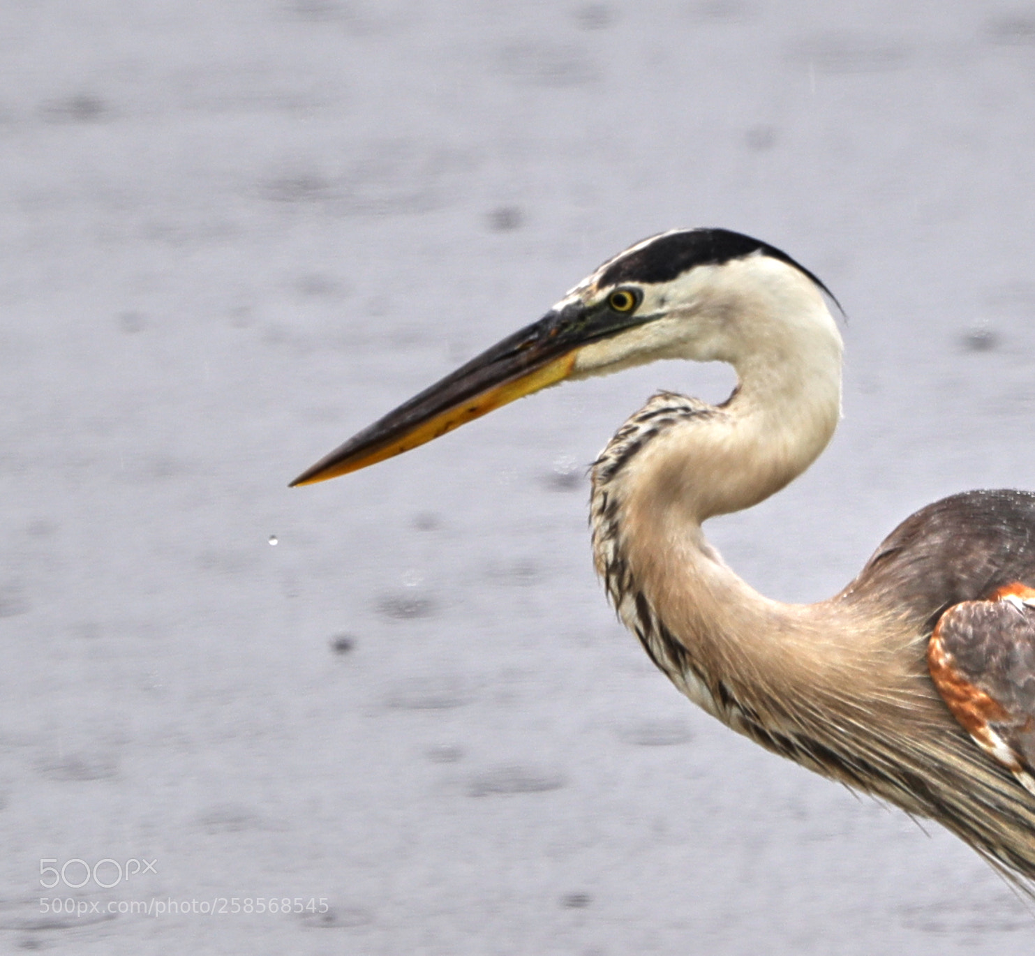Canon EOS-1D X Mark II sample photo. 05-19-18-0018624.jpg photography