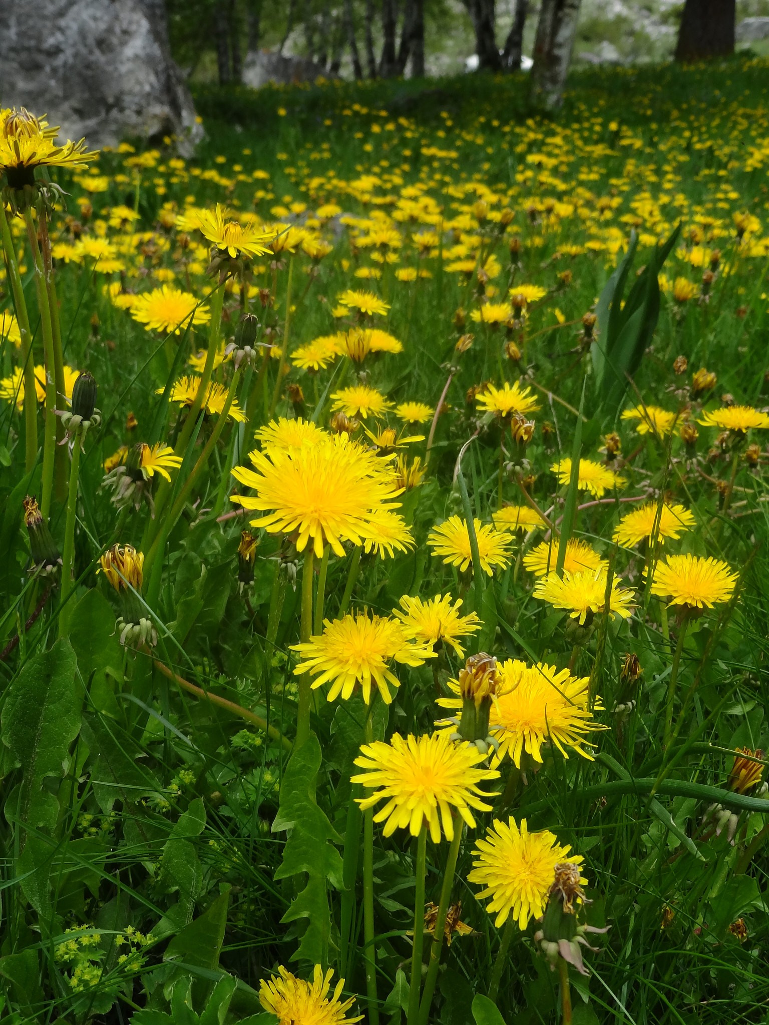 Sony Cyber-shot DSC-HX7V sample photo. Dsc photography