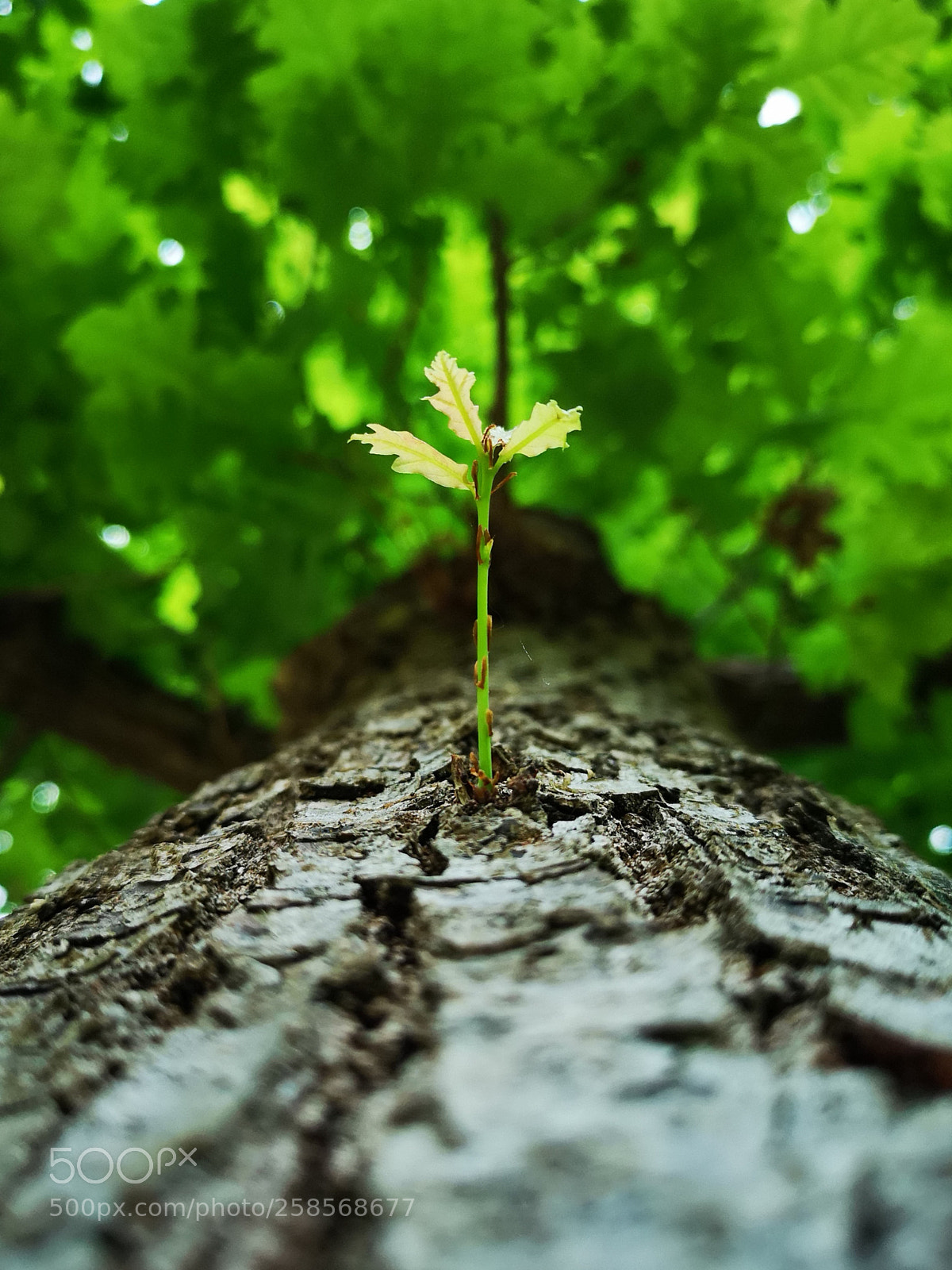 HUAWEI CLT-L29 sample photo. Petite branche deviendra grande photography