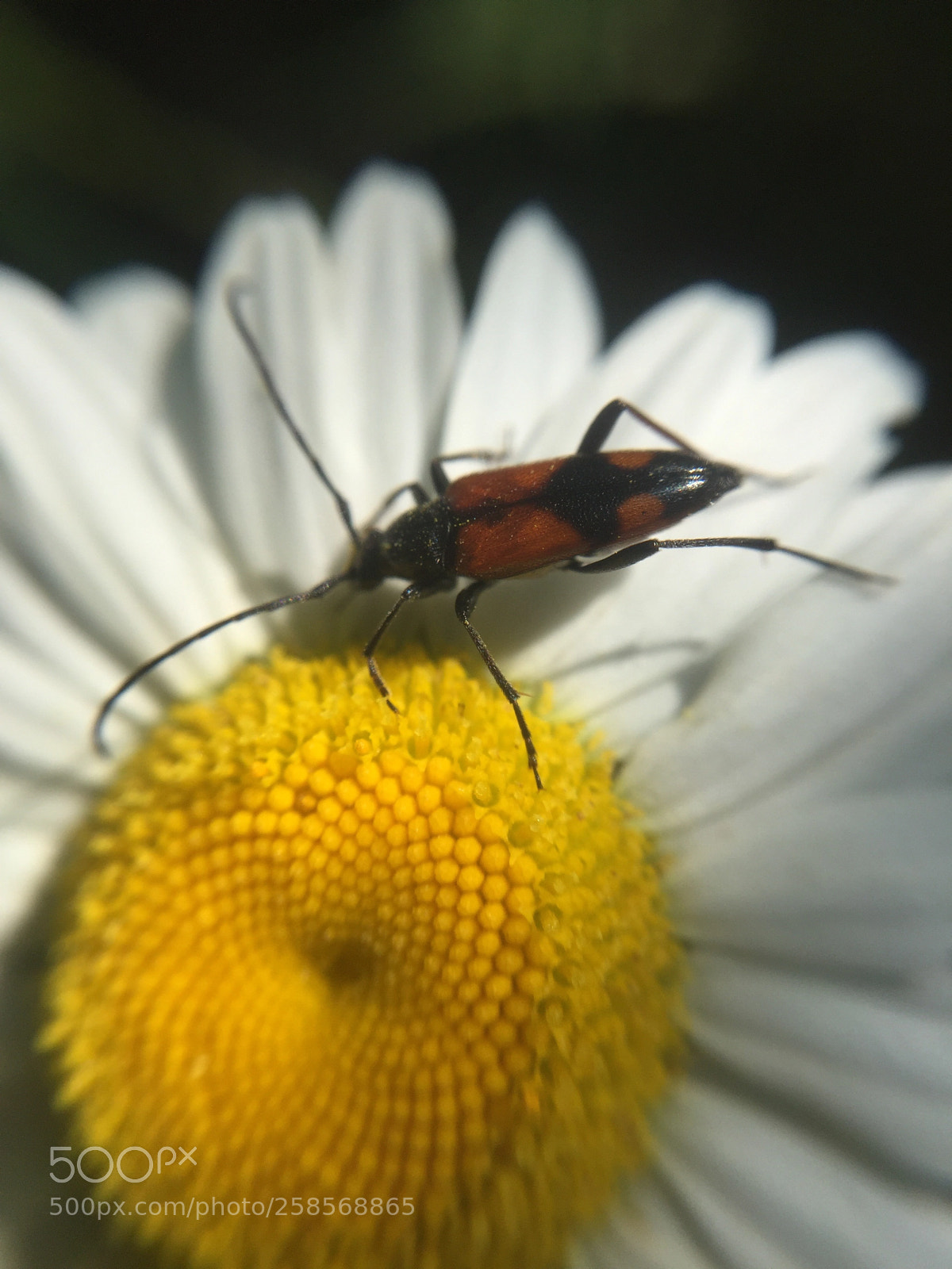 Apple iPhone 6 sample photo. Untitled photography