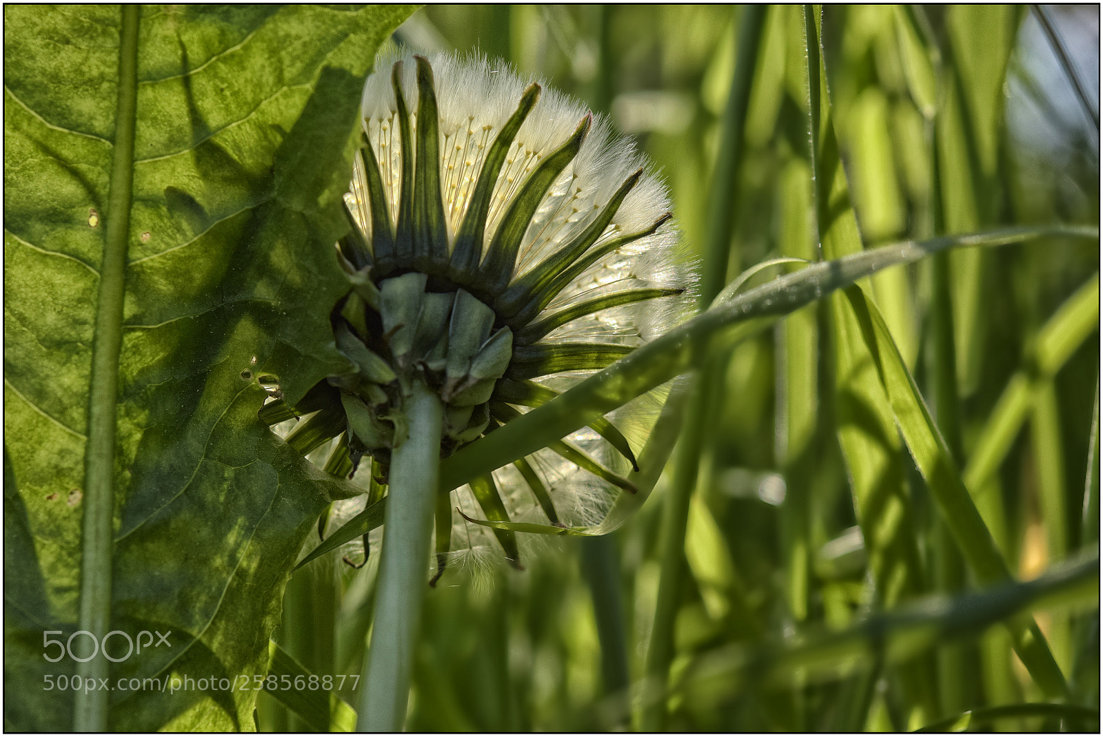 Nikon D3300 sample photo. …something about spring – vi... photography