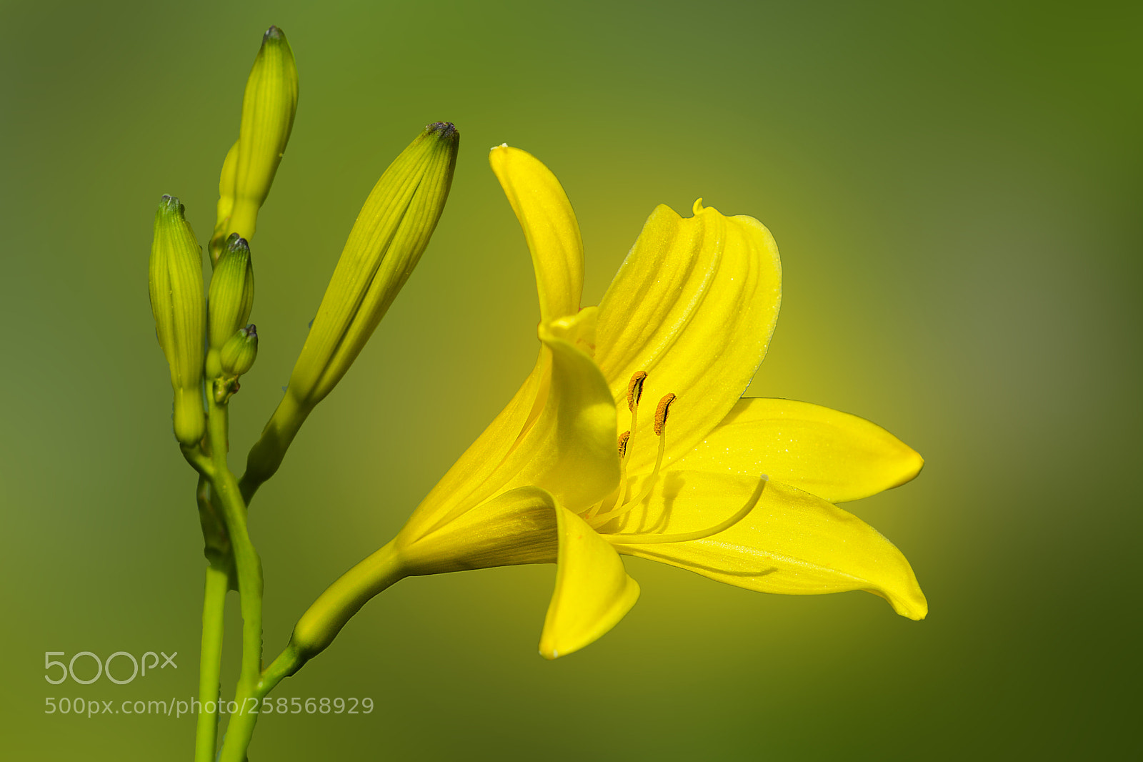 Nikon D7100 sample photo. Flower photography