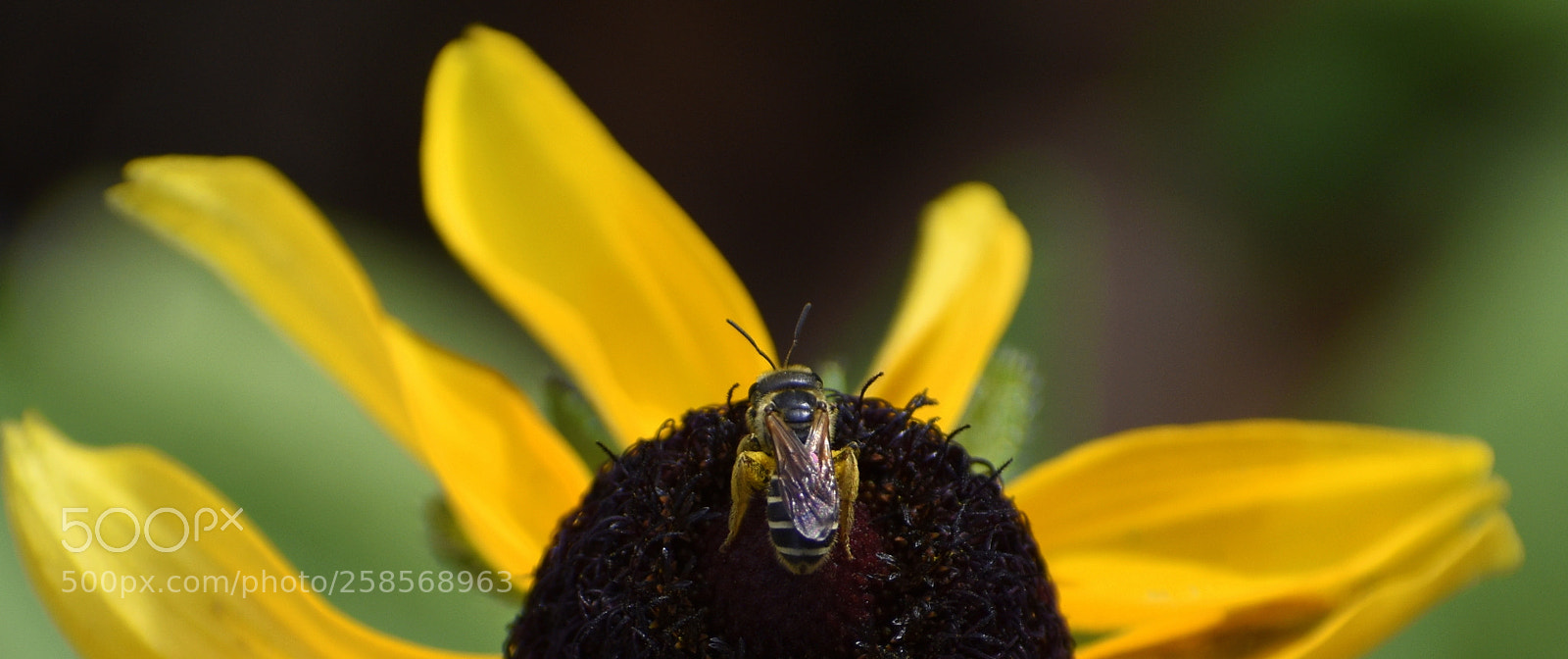 Nikon D5500 sample photo. Honey bee on coneflower photography
