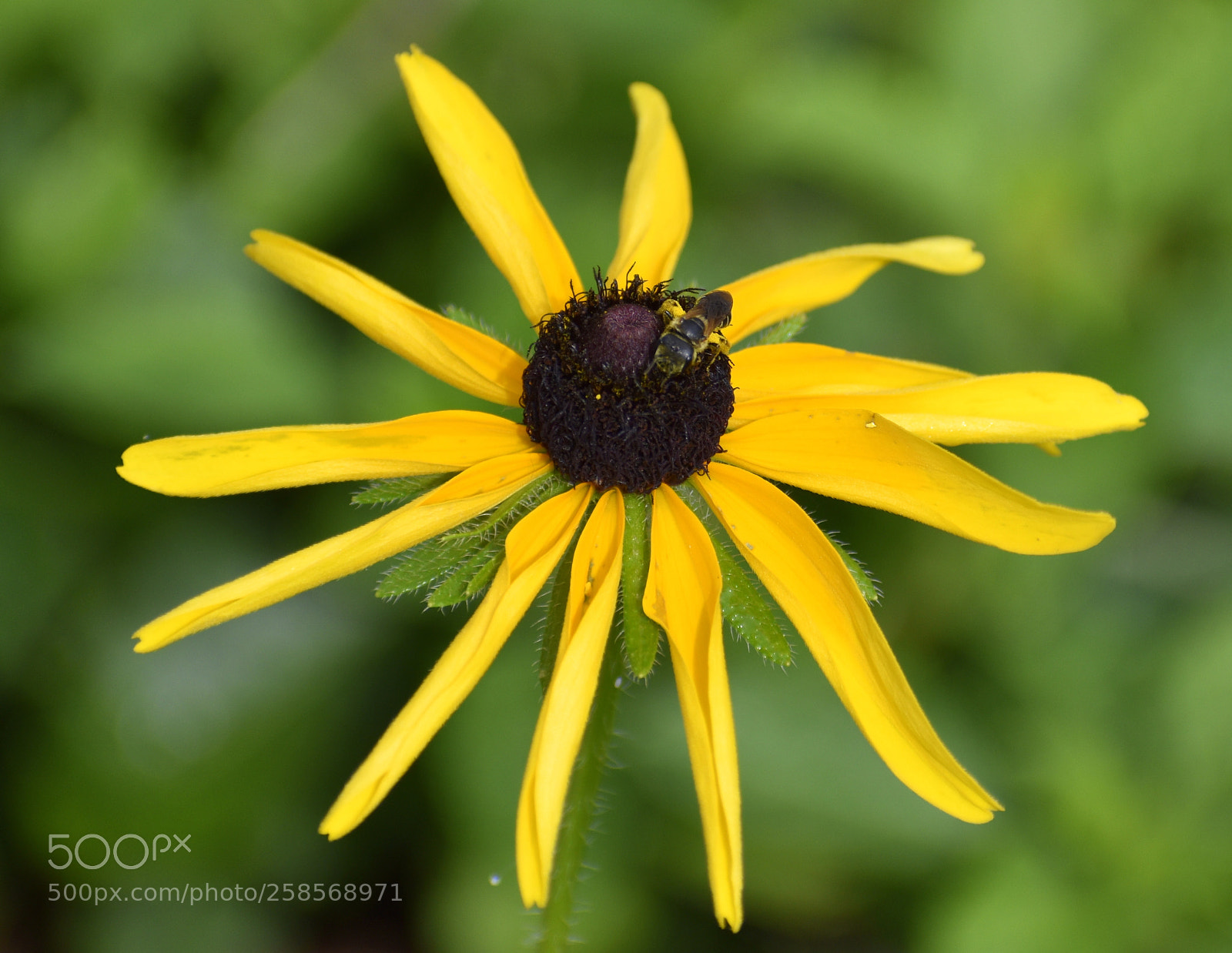 Nikon D5500 sample photo. Honeybee on coneflower photography