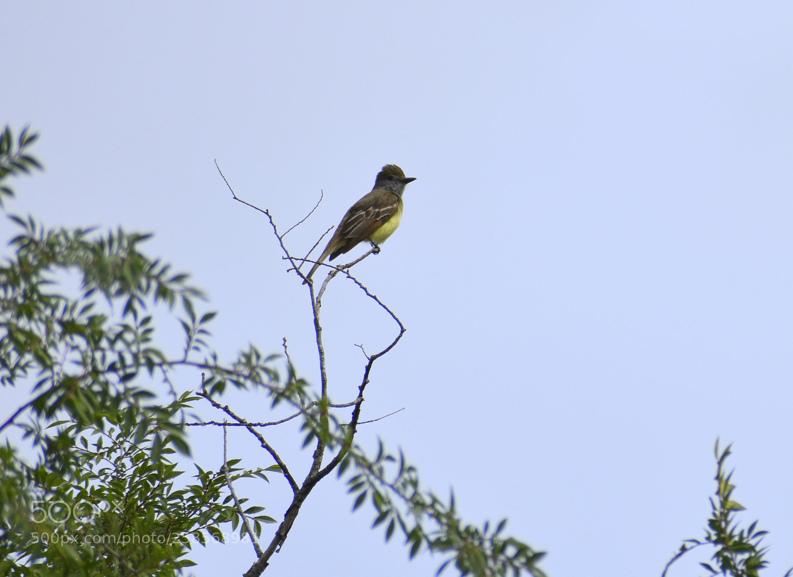 Nikon D5500 sample photo. Great crested flycatcher profile photography