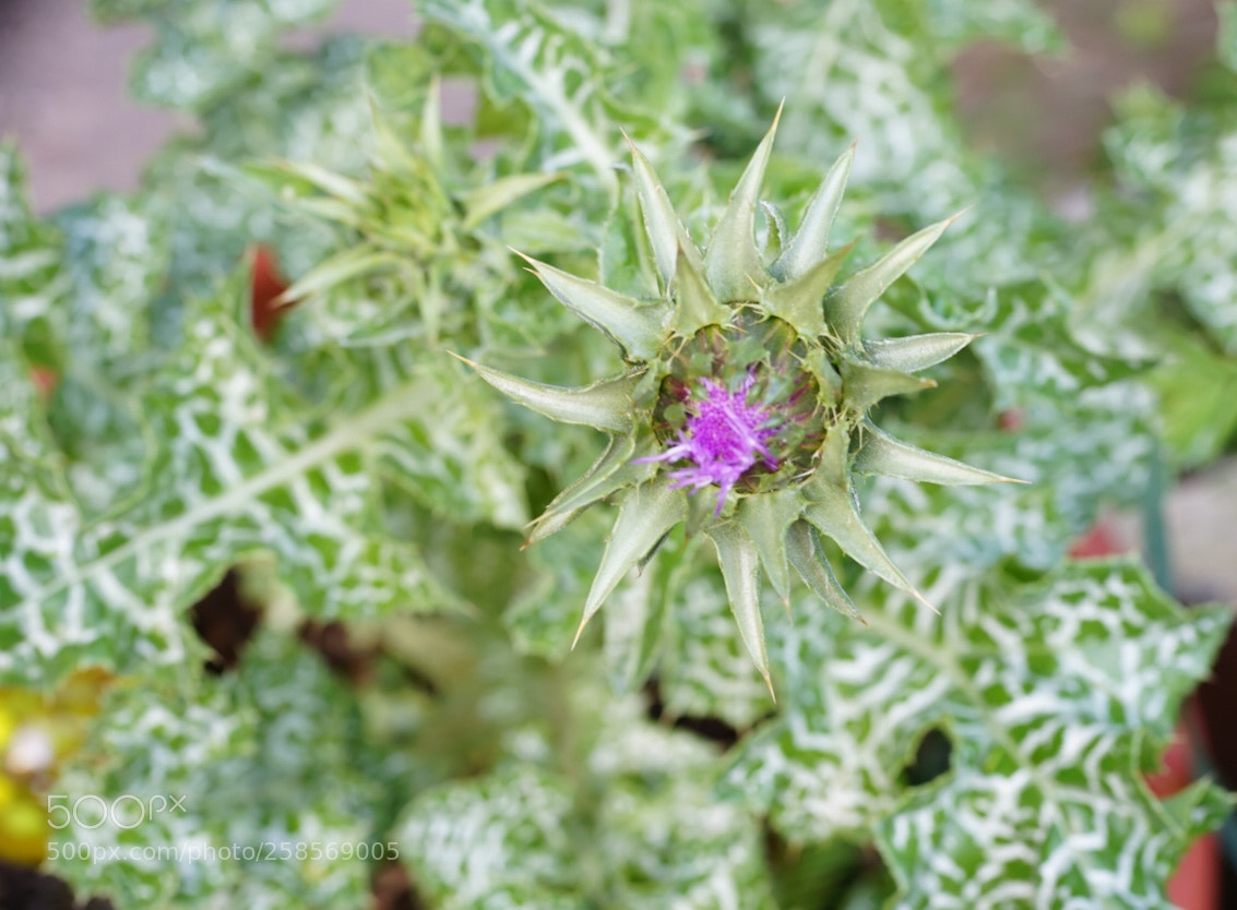 Sony a7 II sample photo. Oilflower photography