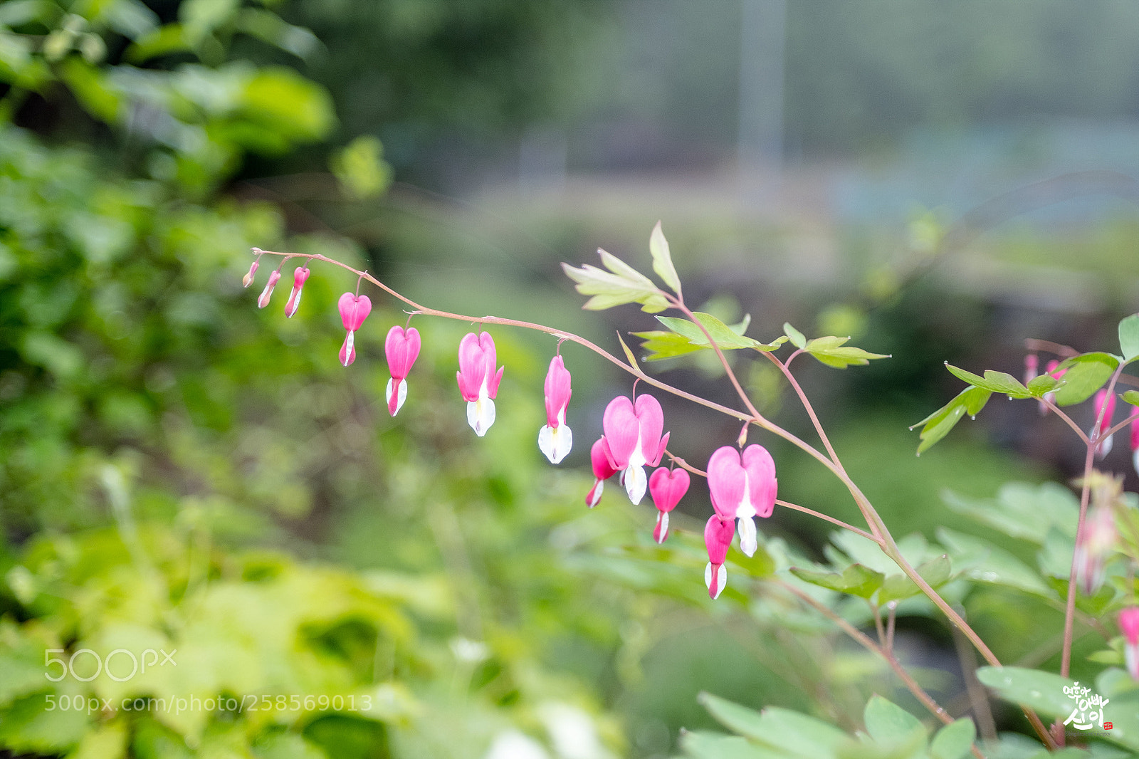 Fujifilm X-T2 sample photo. Bleeding-heart photography