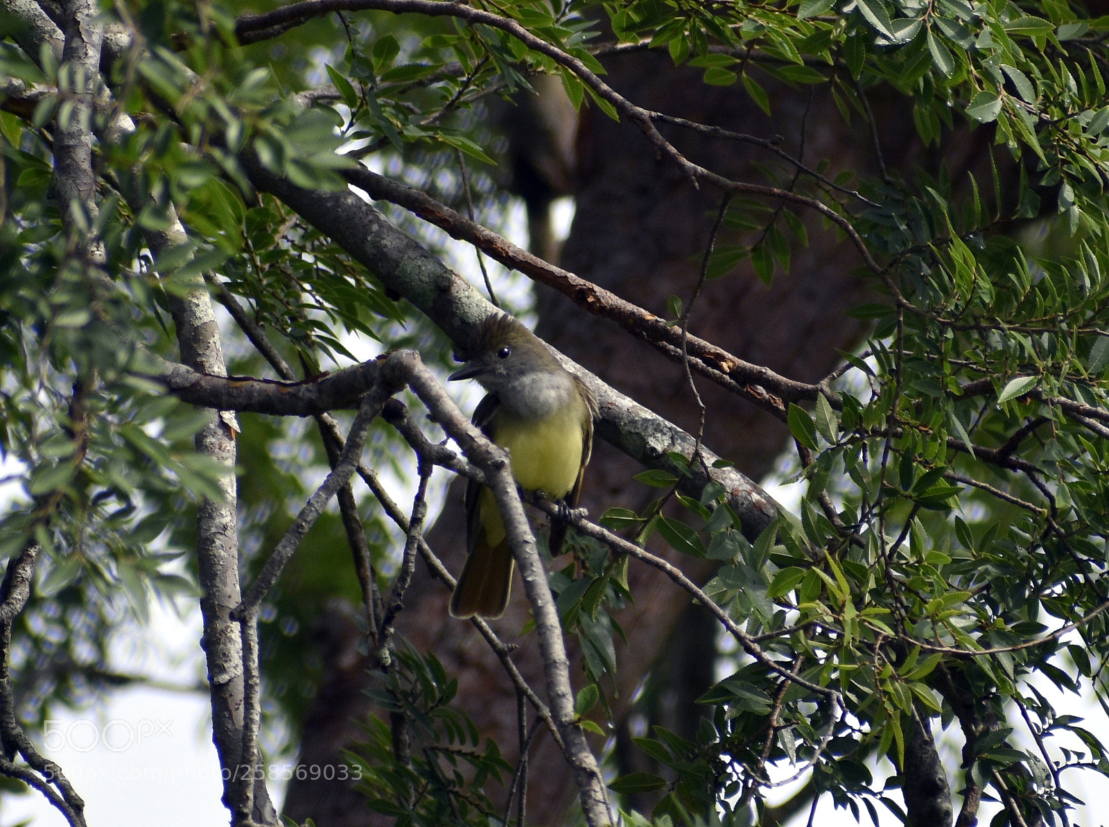 Nikon D5500 sample photo. Great crested flycatcher photography