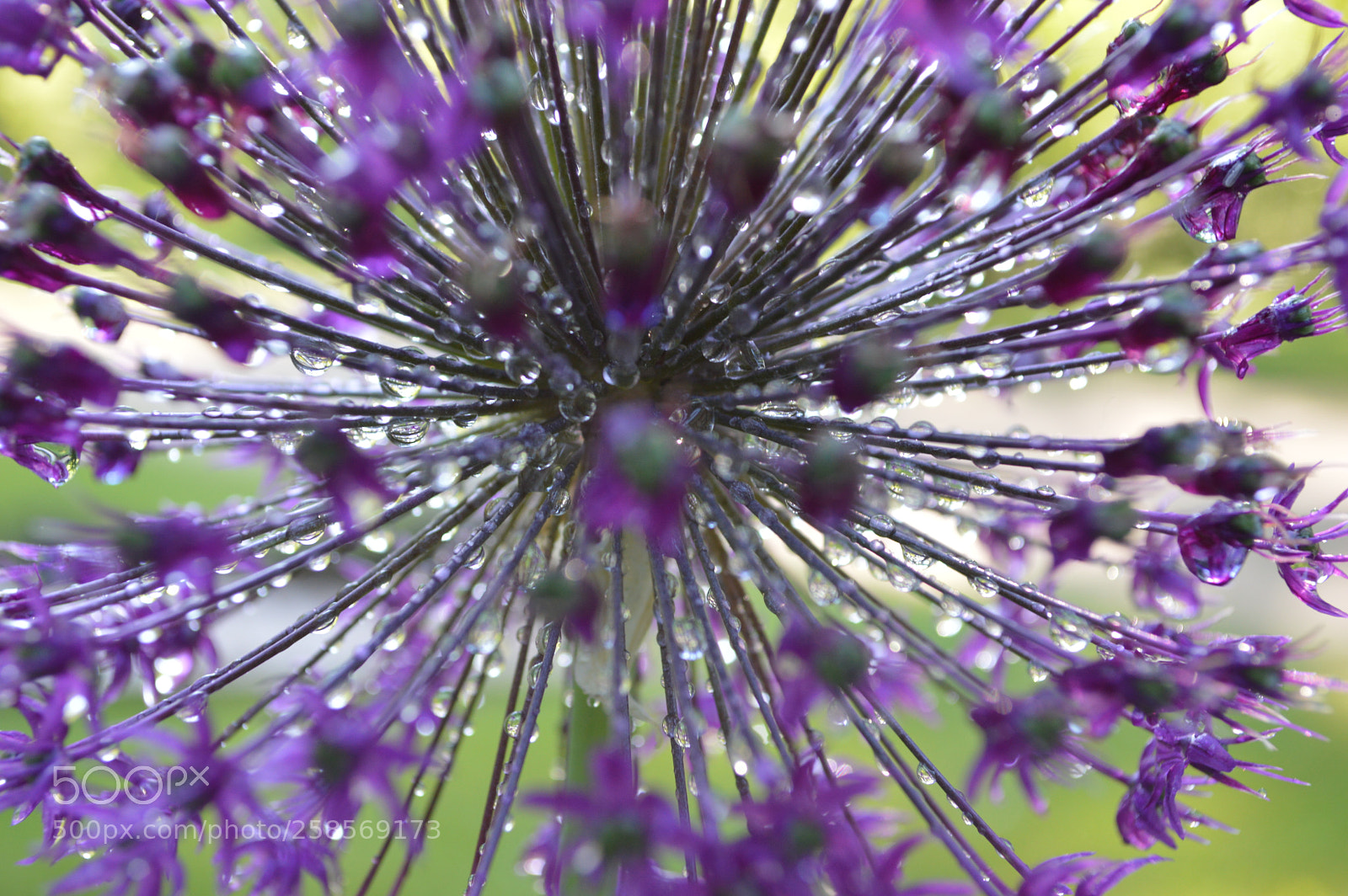 Nikon D3200 sample photo. Flower drops photography