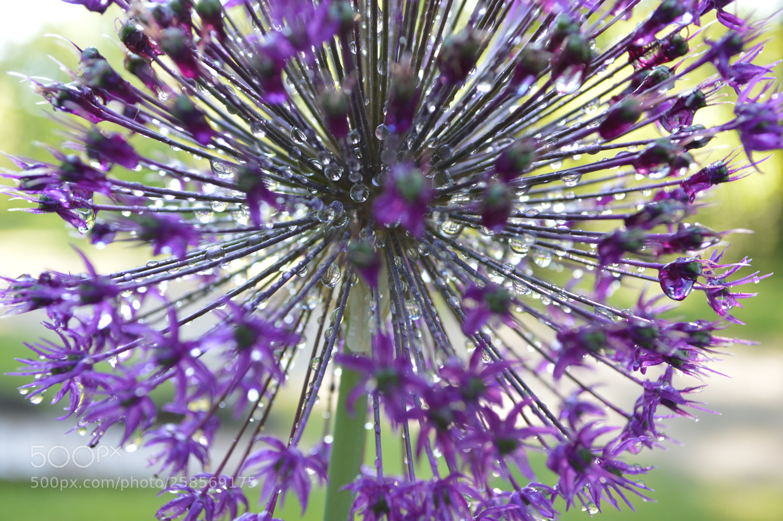 Nikon D3200 sample photo. Flower drops photography