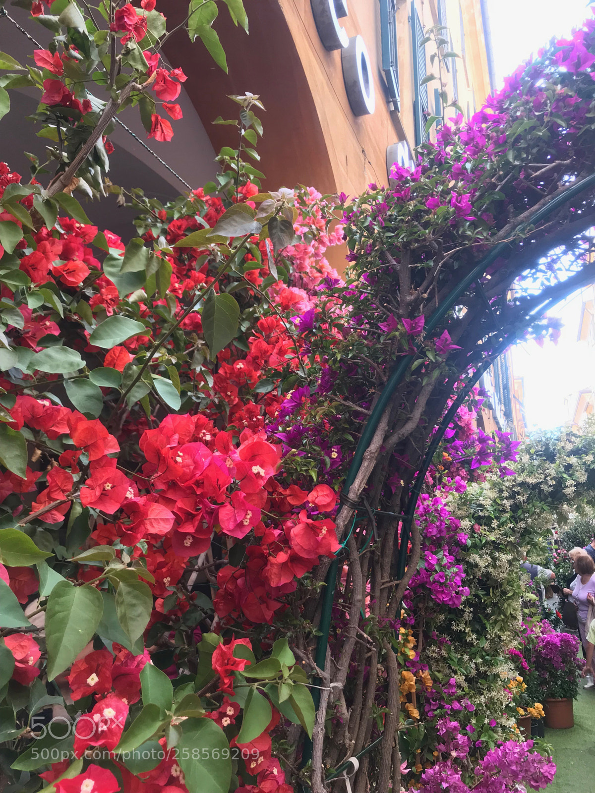 Apple iPhone 7 Plus sample photo. Chiavari in fiore photography