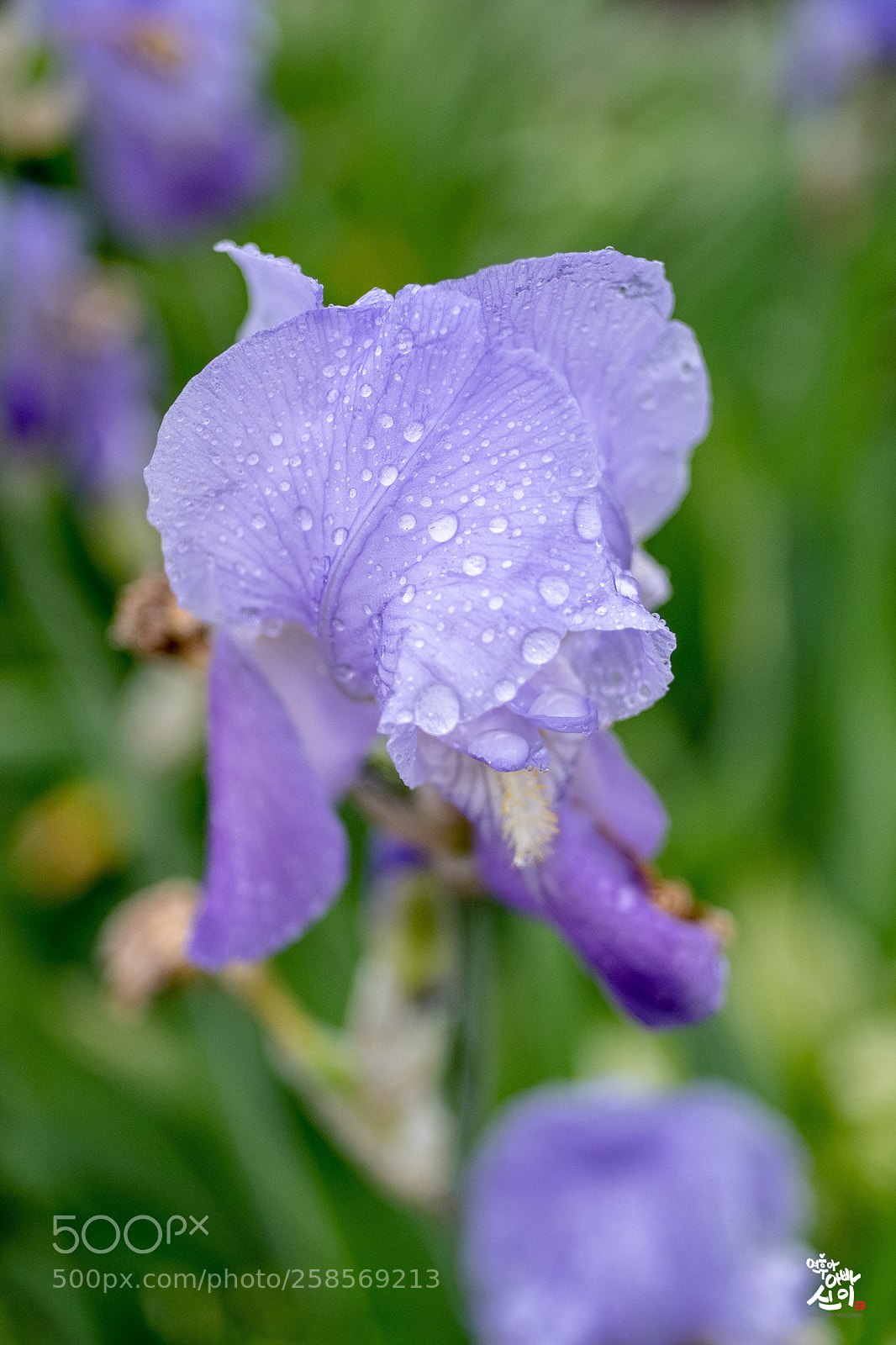 Fujifilm X-T2 sample photo. Rain drops photography