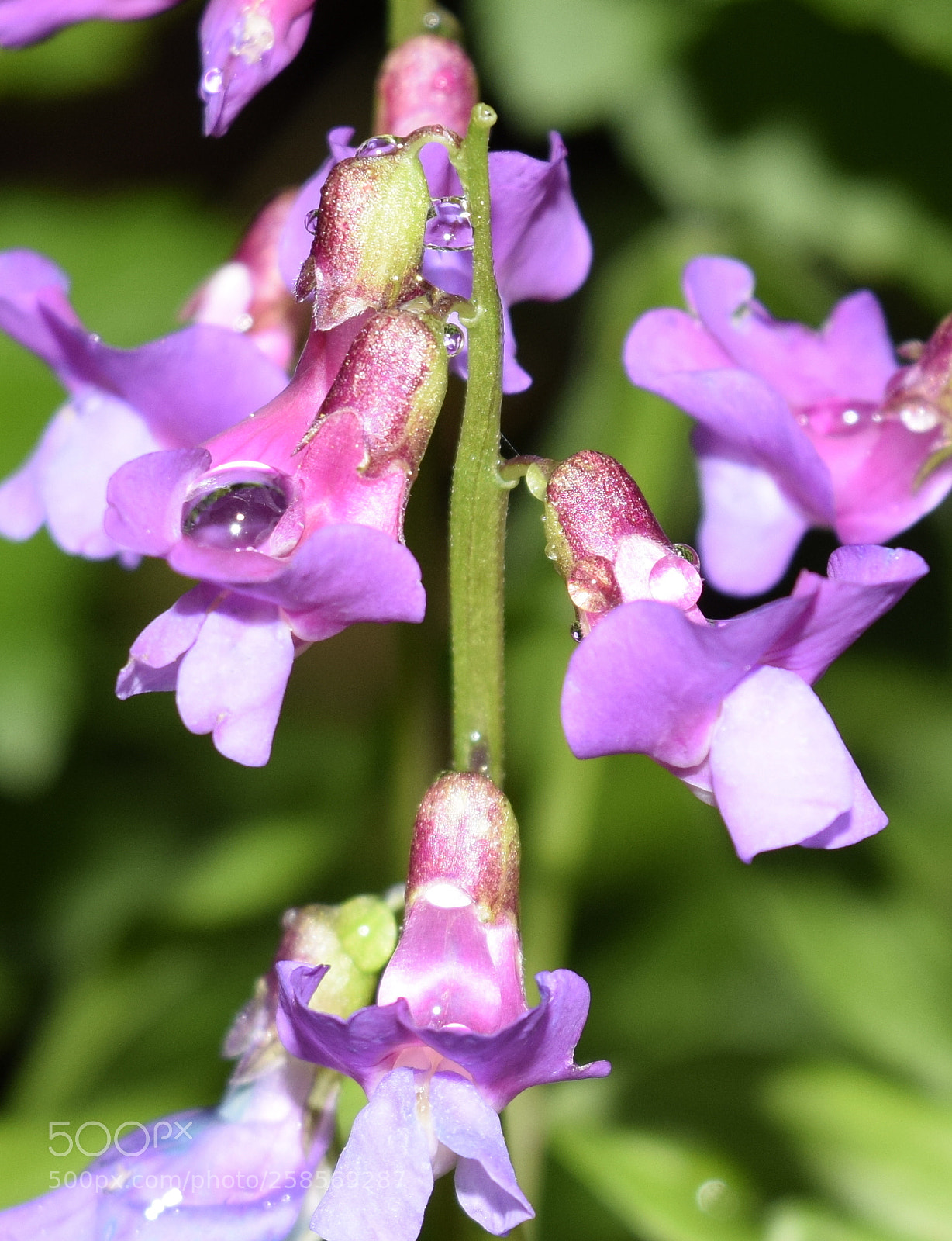 Nikon D3300 sample photo. Горошек мышиный - vicia cracca photography