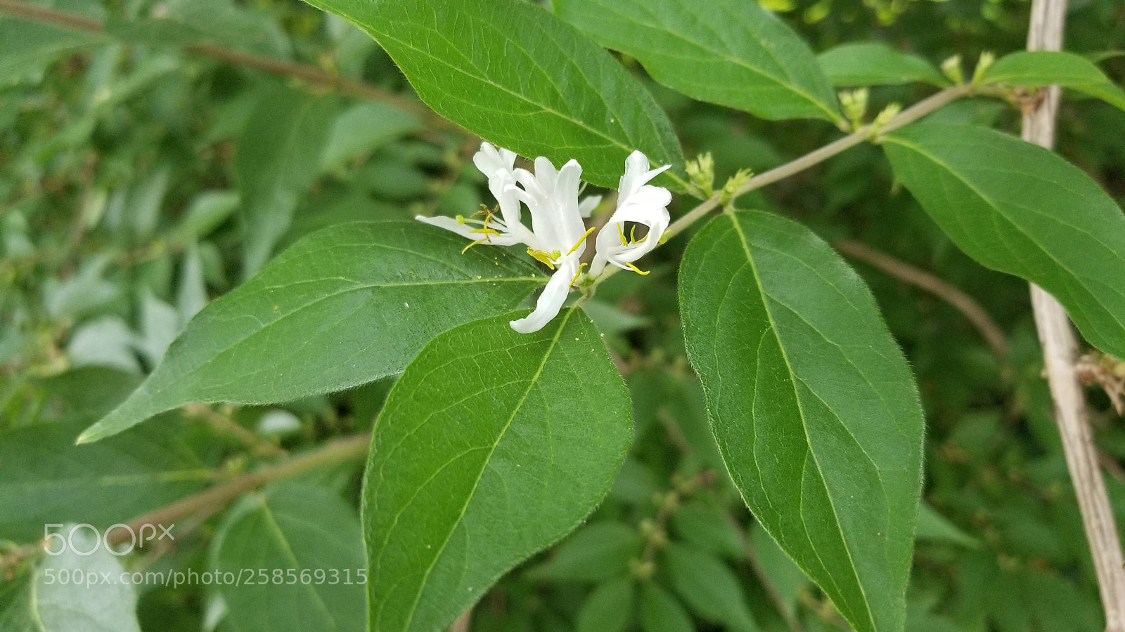 Samsung Galaxy S8 sample photo. Flor photography