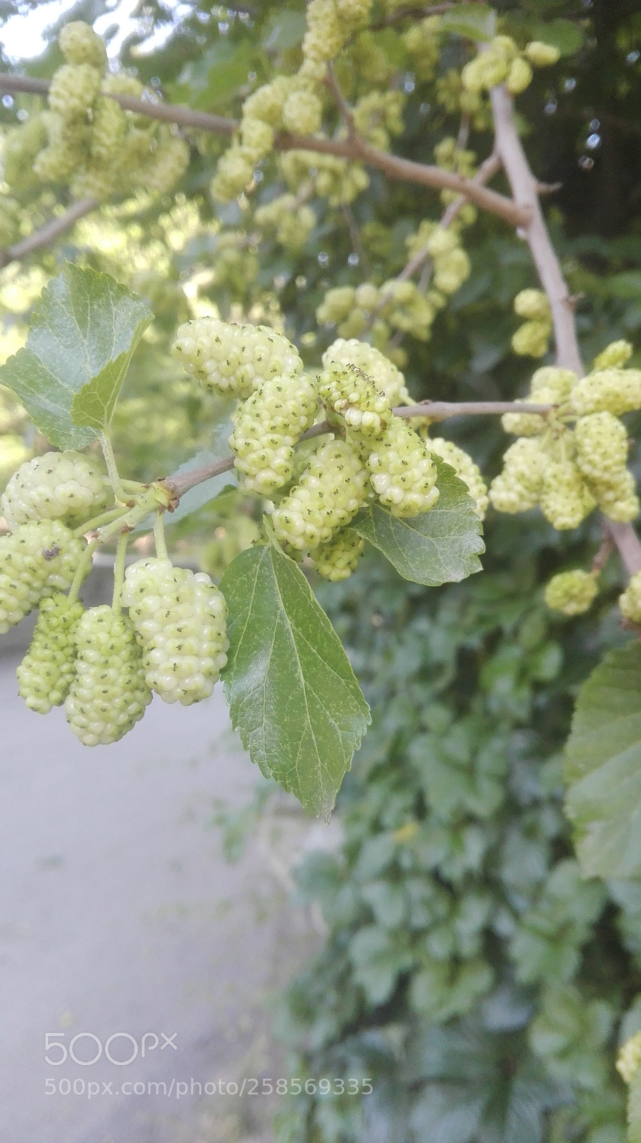 HUAWEI P8 Lite sample photo. Fresh fruits of the photography