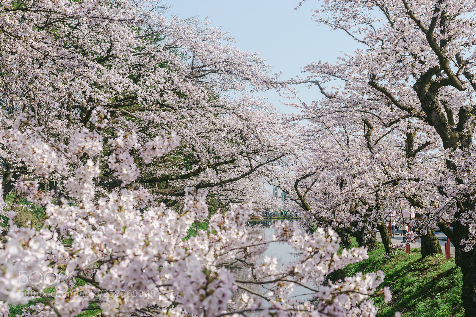 Sony a7R II sample photo. Spring life 1 photography