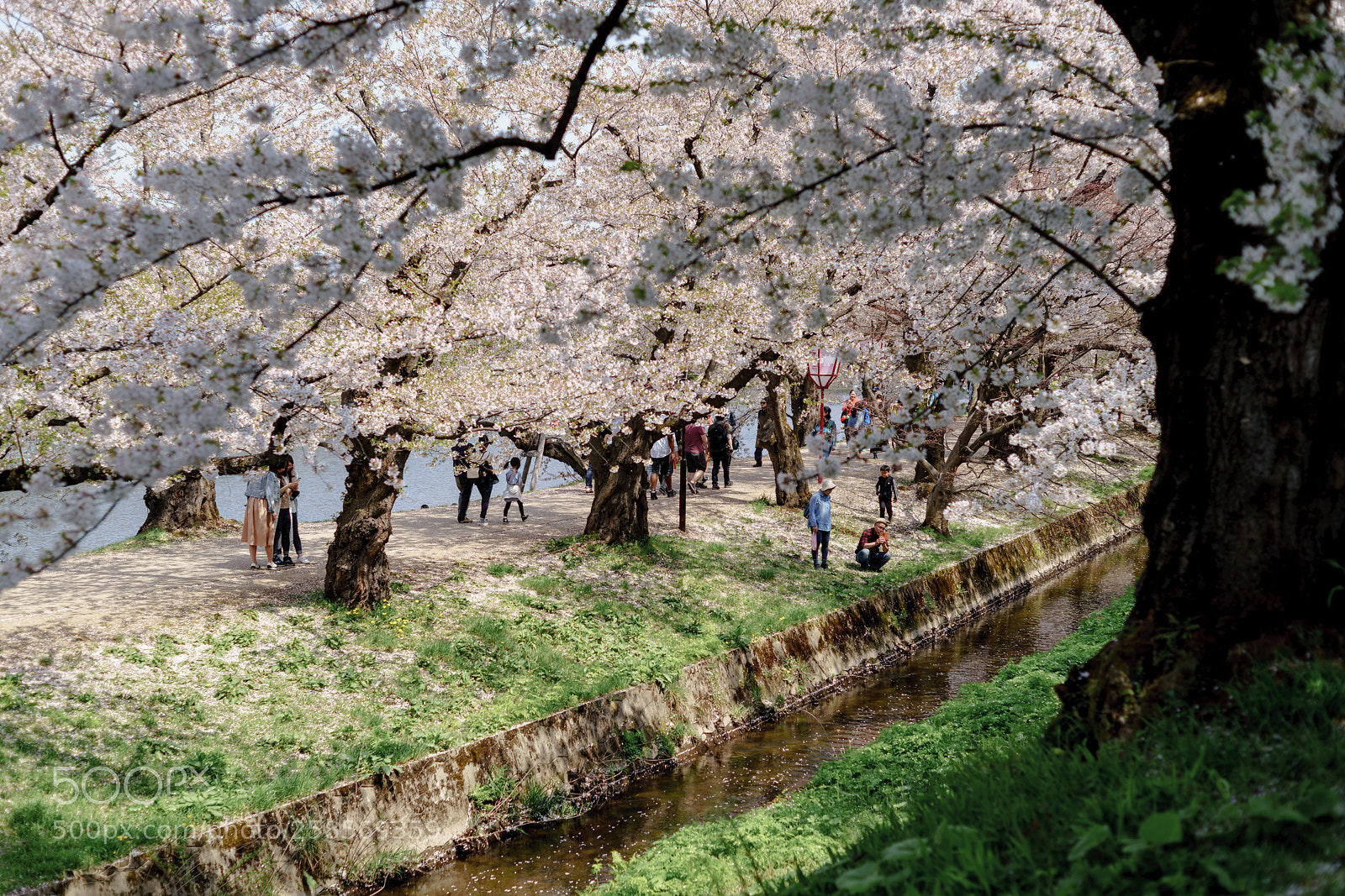 Sony a7R II sample photo. Spring life 2 photography