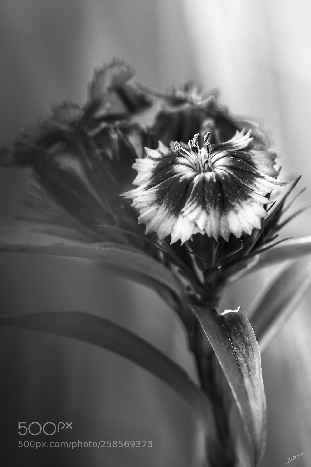 Nikon D5500 sample photo. *** flower b&w *** photography