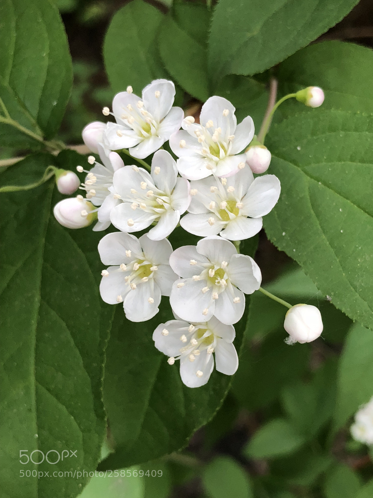Apple iPhone X sample photo. Plum flower photography