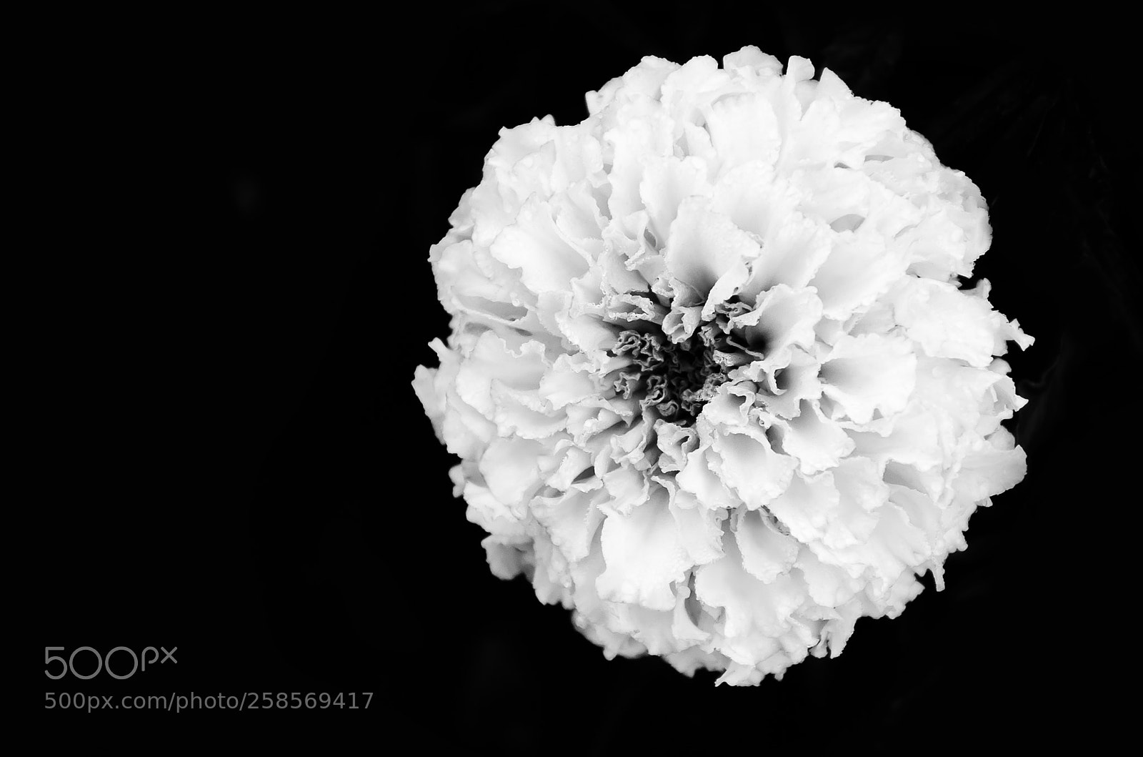 Nikon D5100 sample photo. Flower in b&w photography