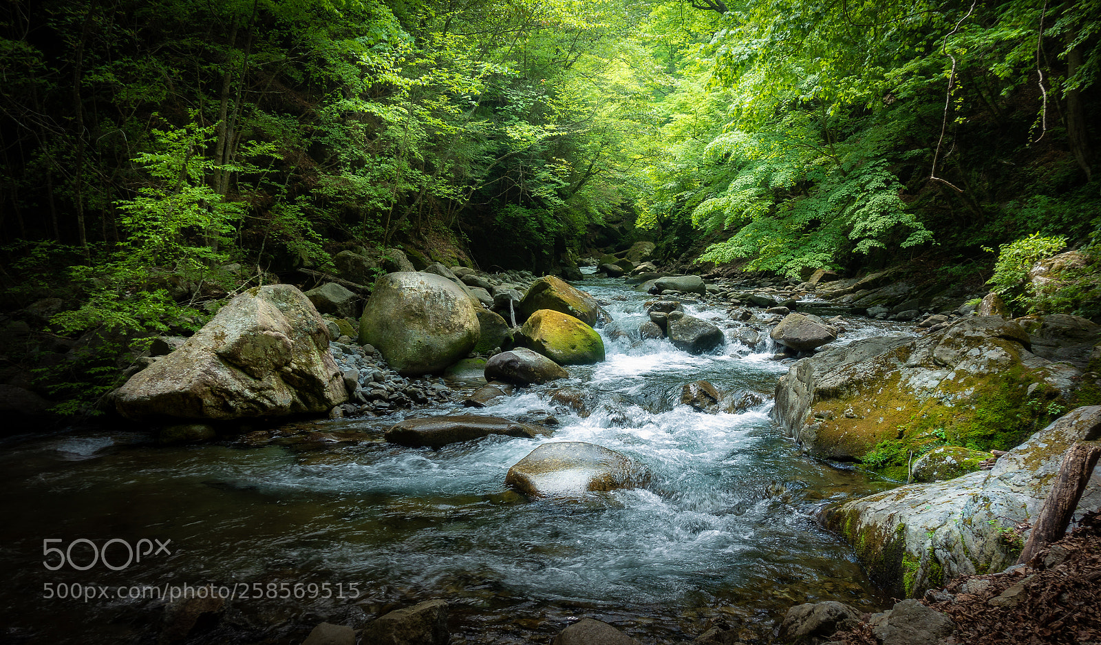 Sony DSC-RX100M5 sample photo. Into the forest photography