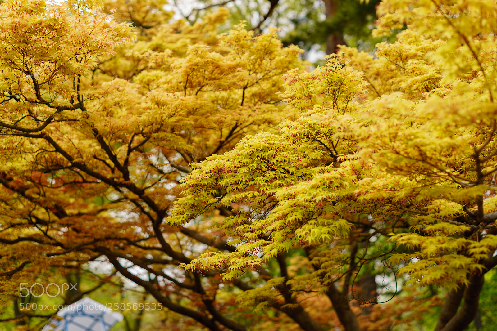 Sony a7R II sample photo. Acer photography