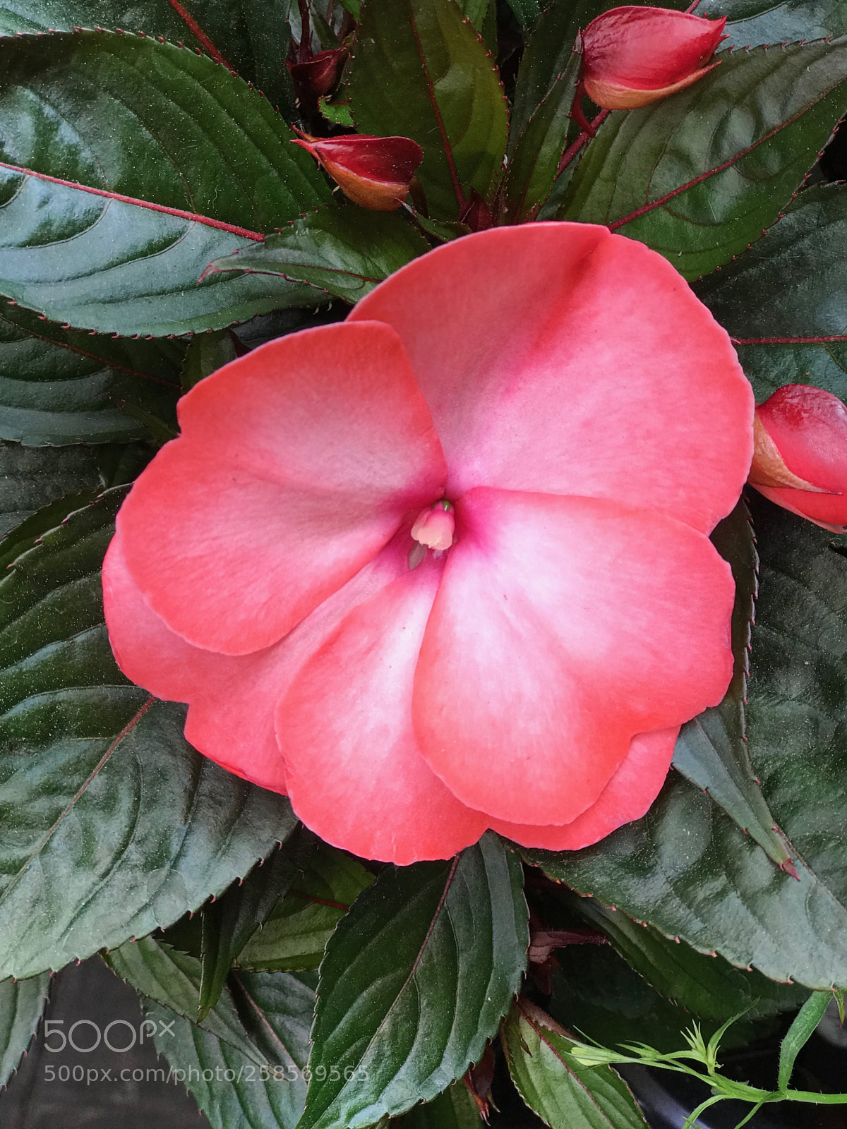 Apple iPhone 7 Plus sample photo. Chiavari in fiore photography