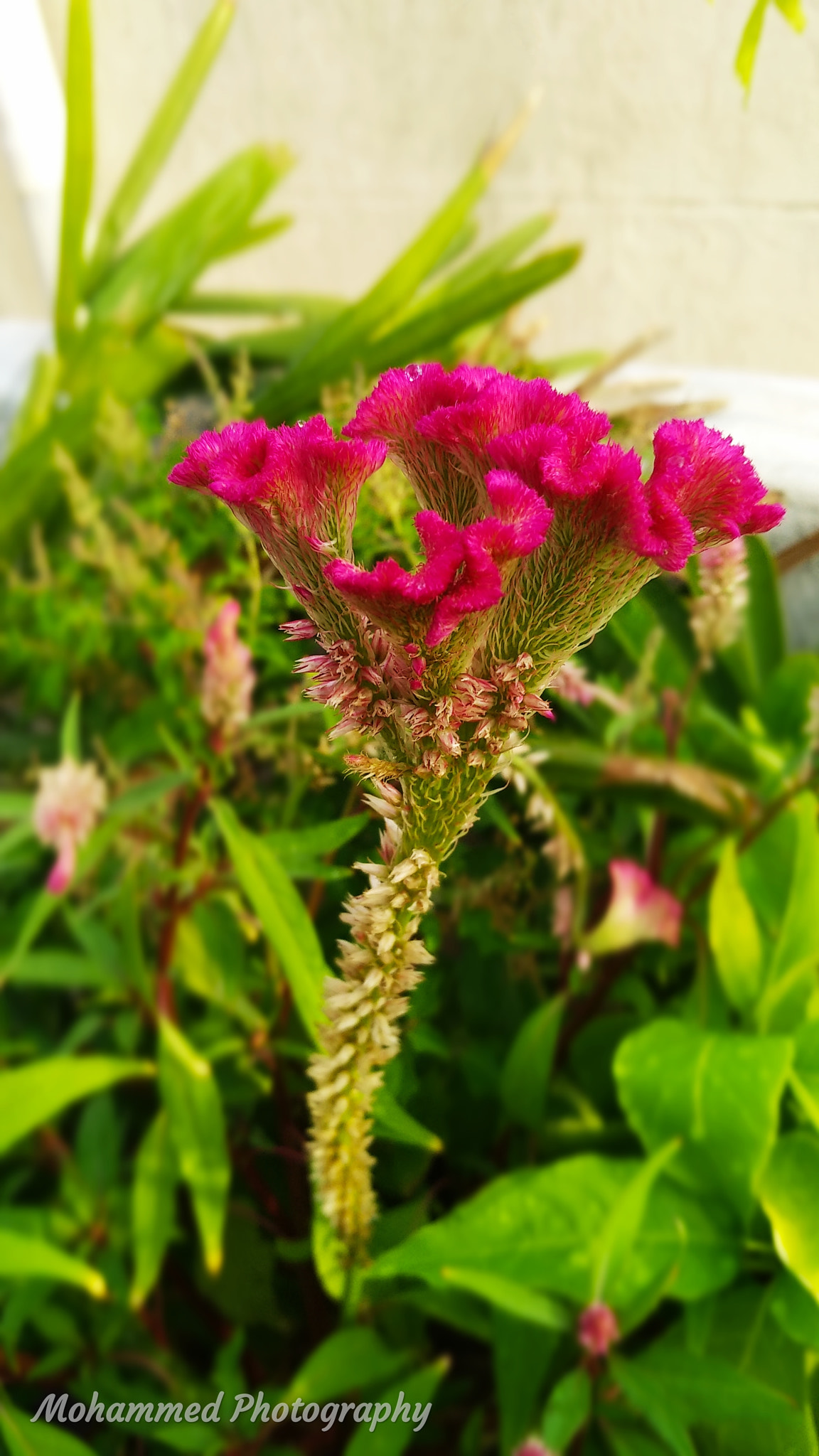 Xiaomi MI MAX 2 sample photo. Flower photography