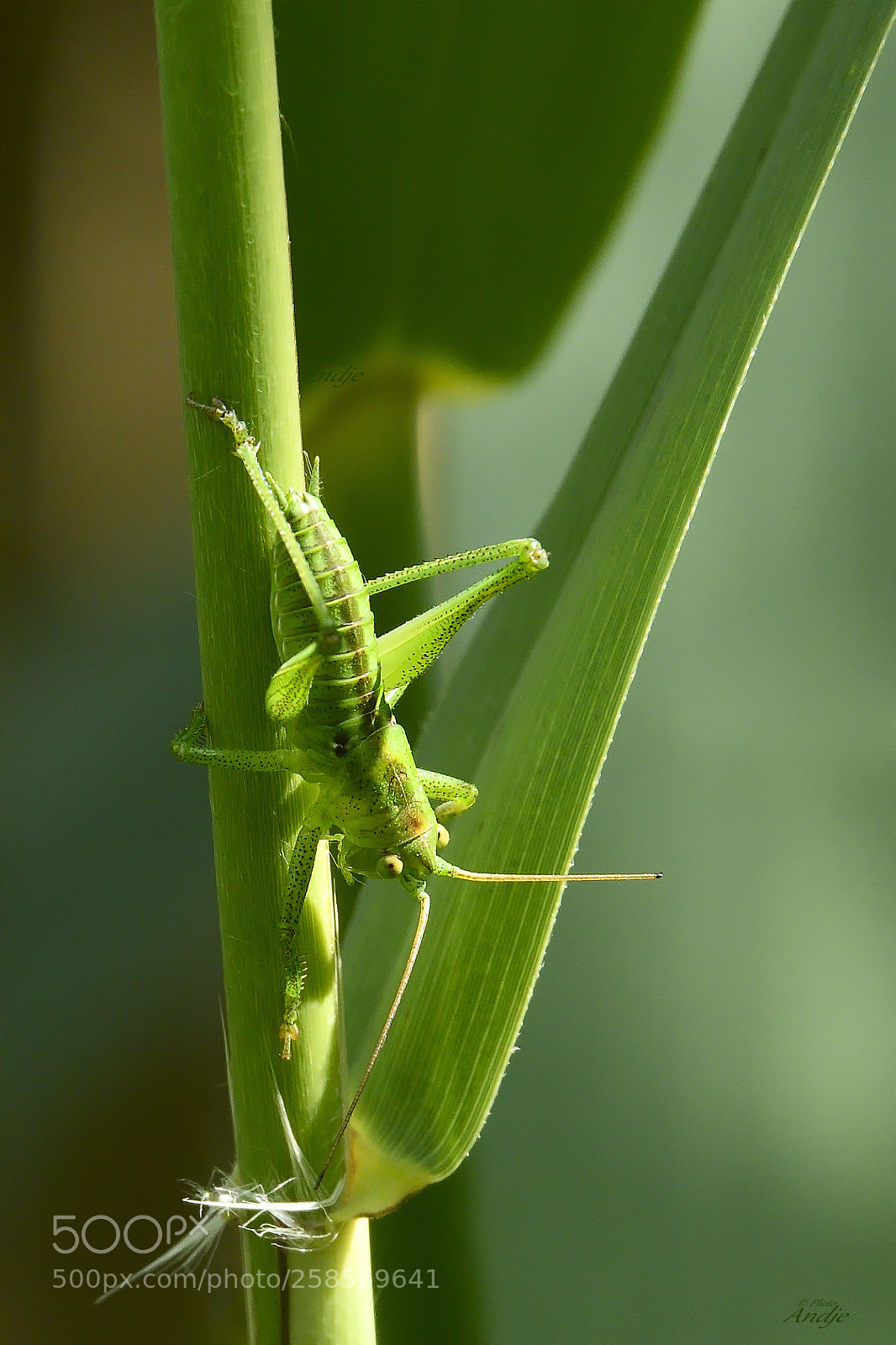 Nikon D500 sample photo. Nel verde photography