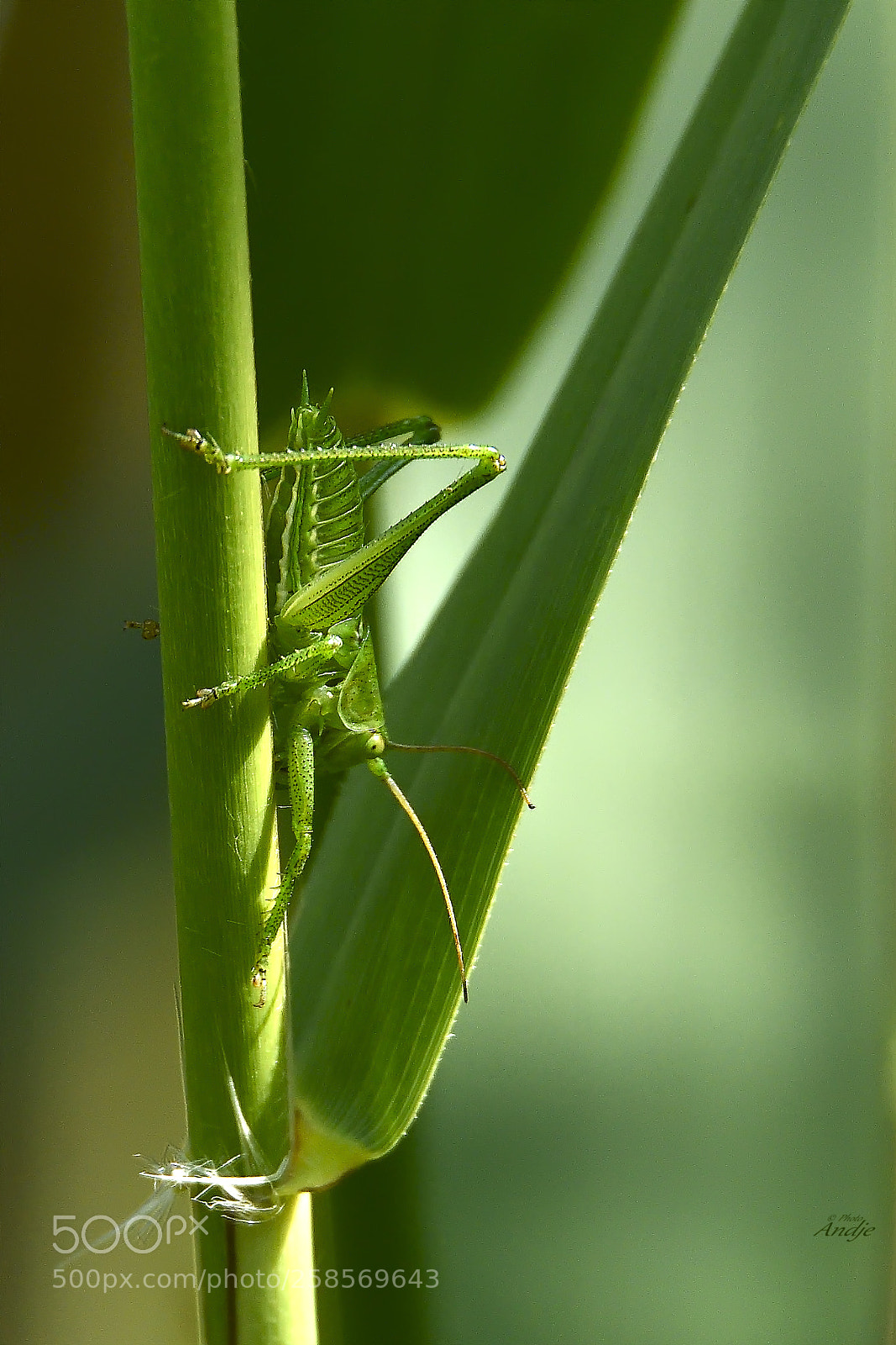 Nikon D500 sample photo. Nel verde photography