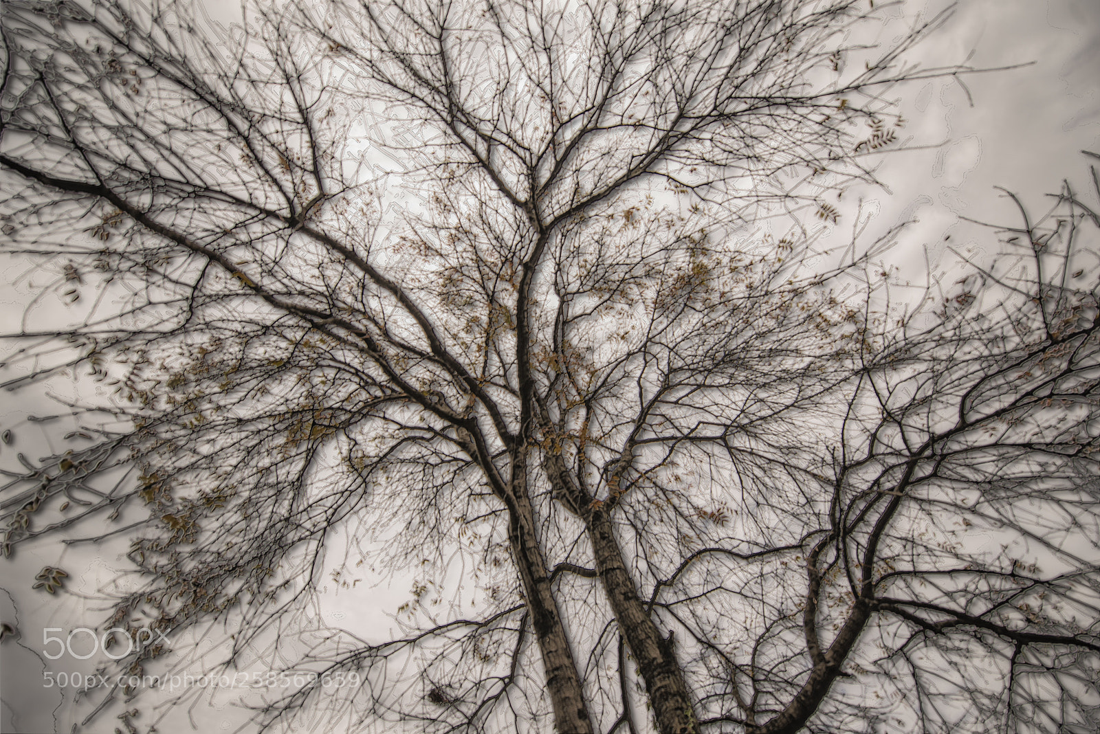 Nikon D600 sample photo. Dark tree in a photography
