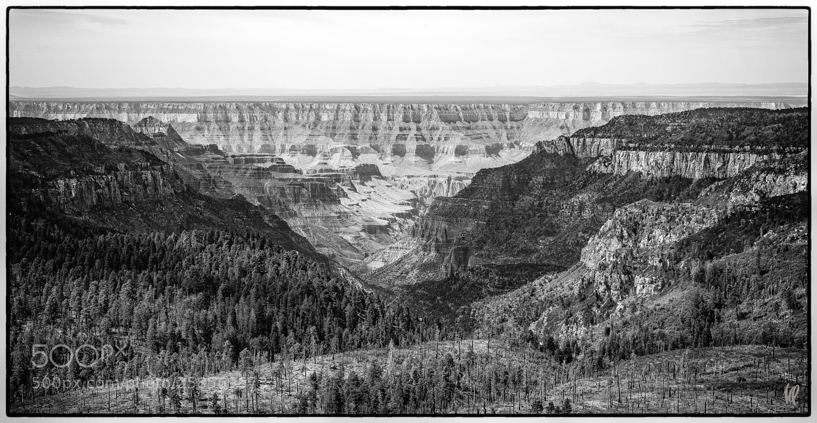 Nikon D5 sample photo. Forest over grand canyon photography