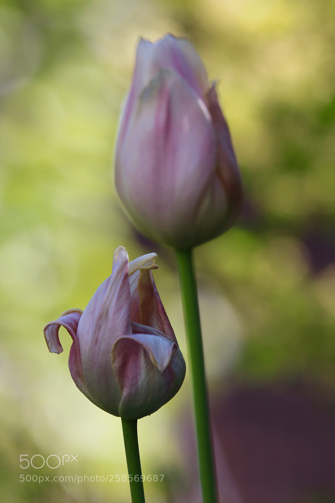 Canon EOS 750D (EOS Rebel T6i / EOS Kiss X8i) sample photo. Ashes to ashes photography