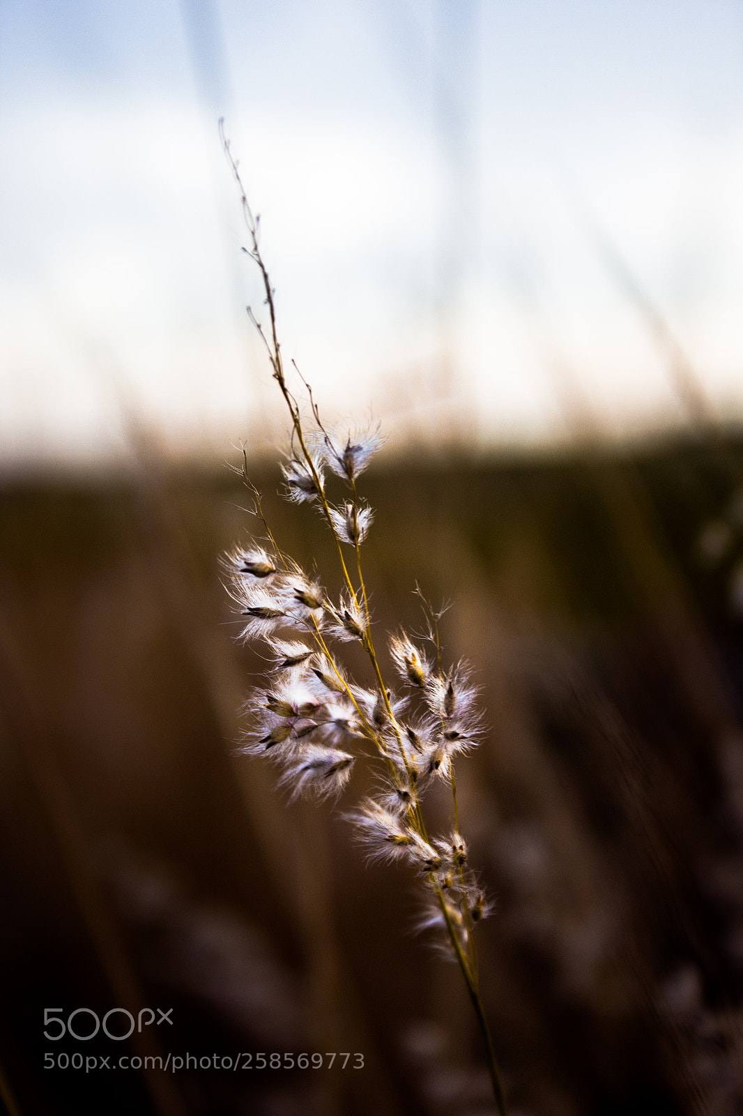 Canon EOS 1200D (EOS Rebel T5 / EOS Kiss X70 / EOS Hi) sample photo. Feather plant photography