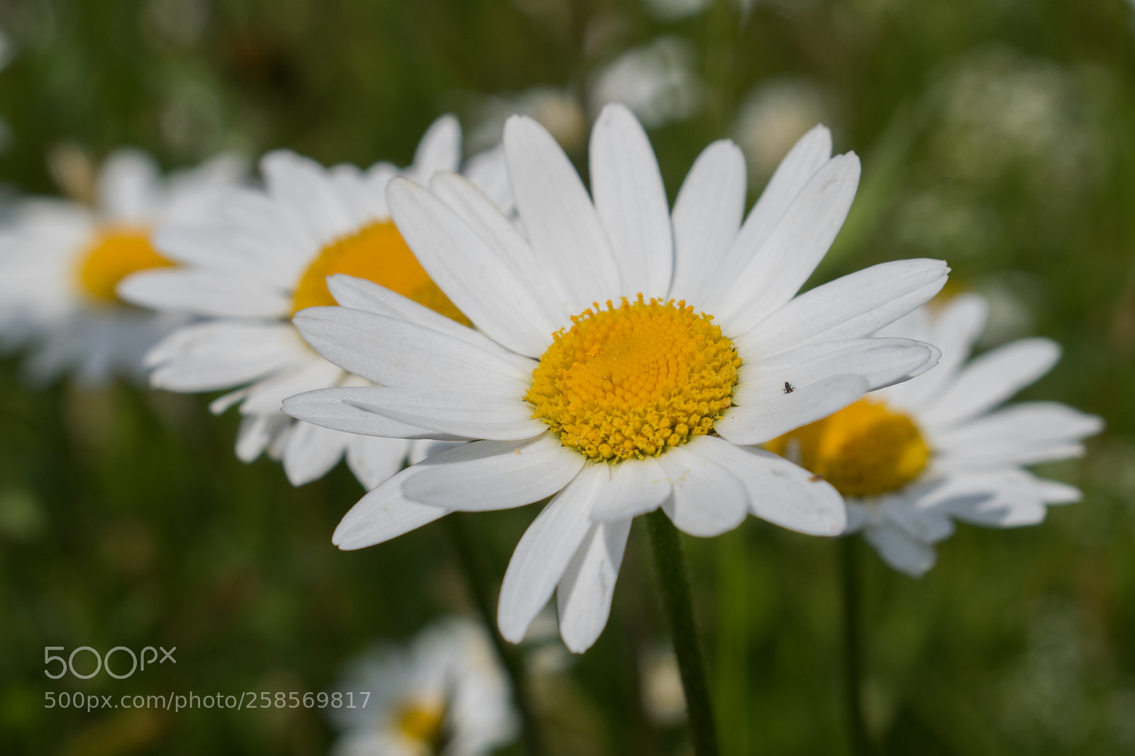 Nikon D3300 sample photo. Daisy brotherhood photography