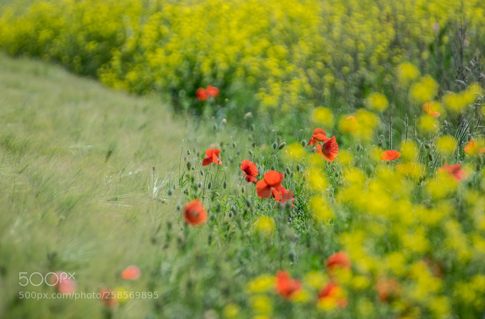 Nikon D3300 sample photo. Summer colors photography