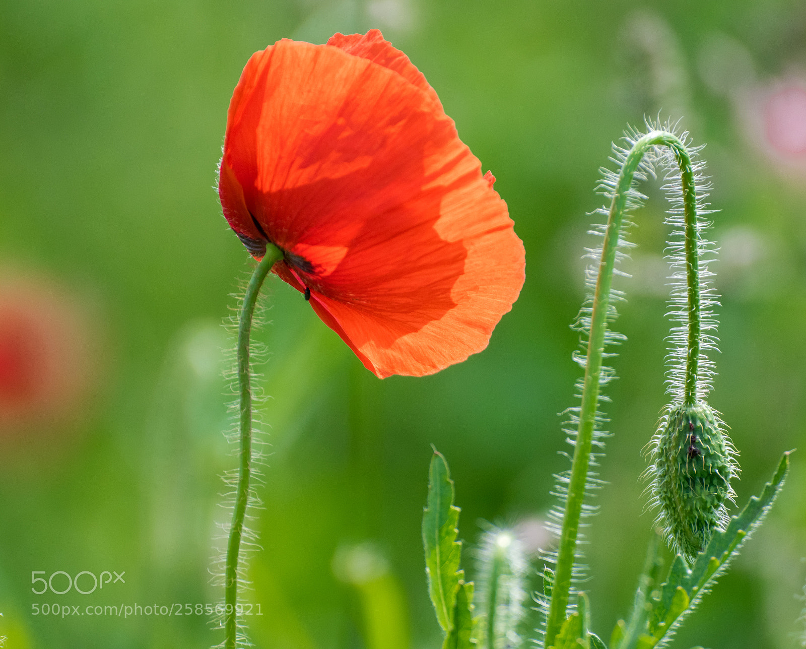 Nikon D3300 sample photo. Poppy photography