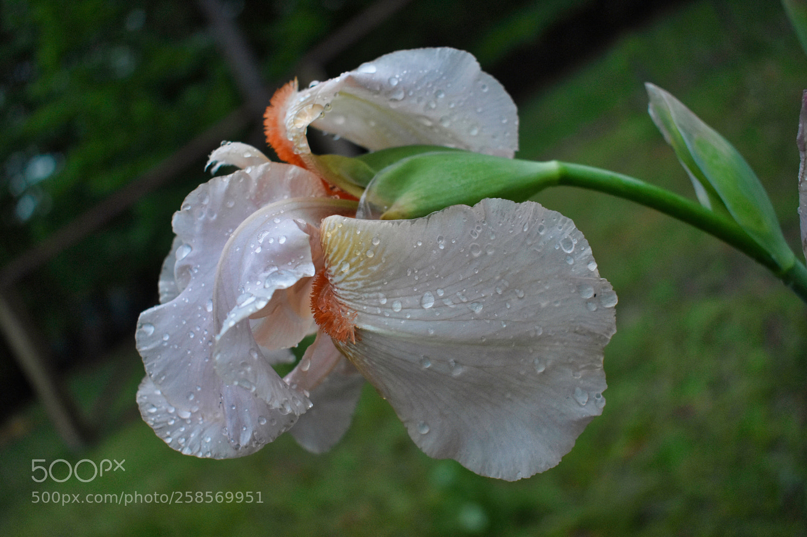 Nikon D3400 sample photo. Pink iris photography