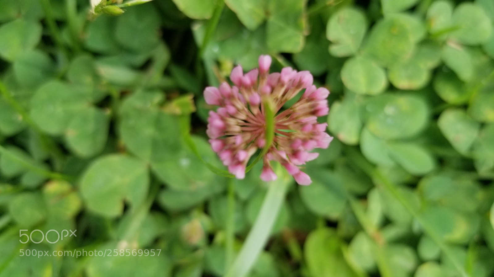 Samsung Galaxy S8 sample photo. Flor de campo photography