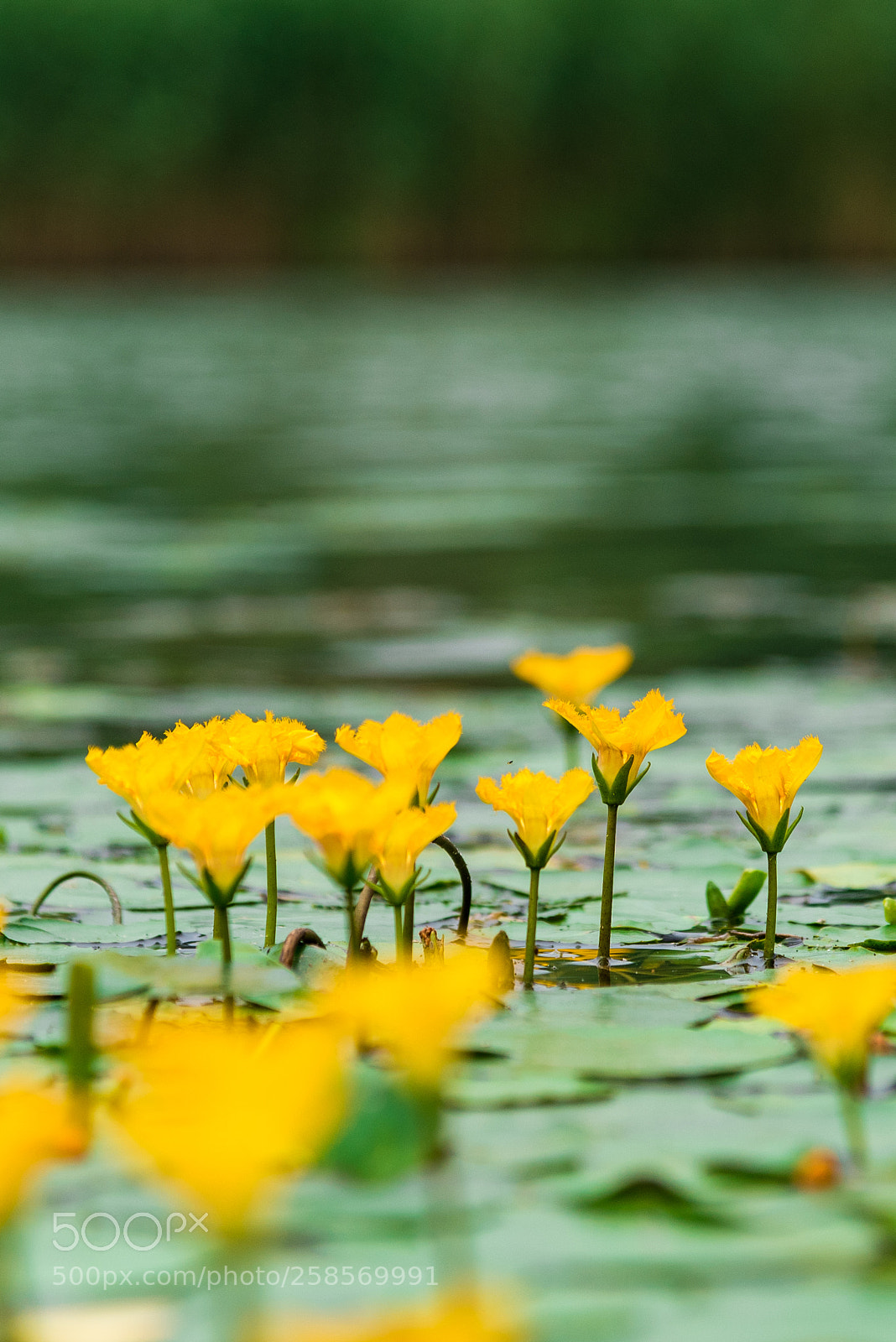 Nikon D750 sample photo. Flower photography