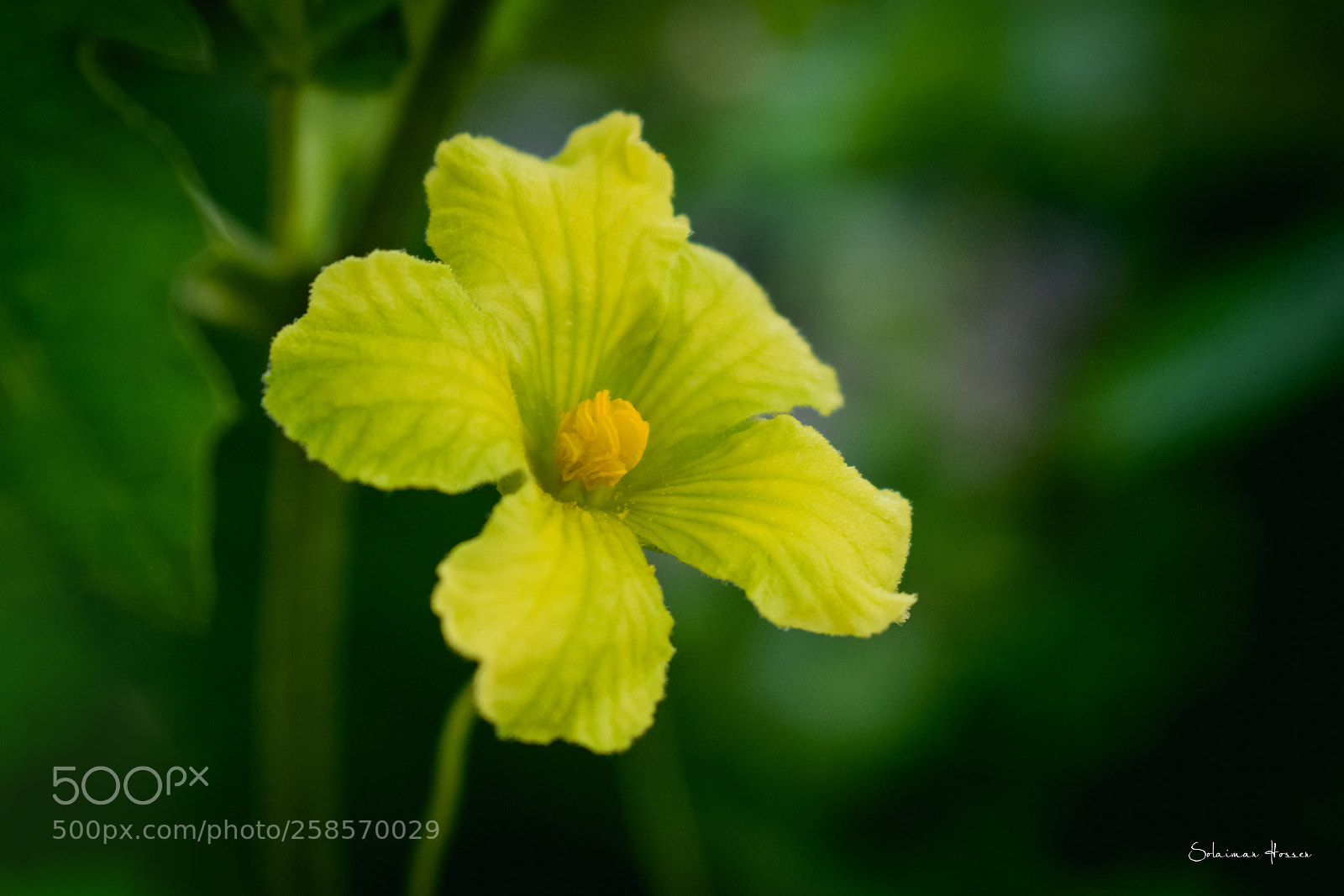 Nikon D5300 sample photo. Bitter gourd flower photography