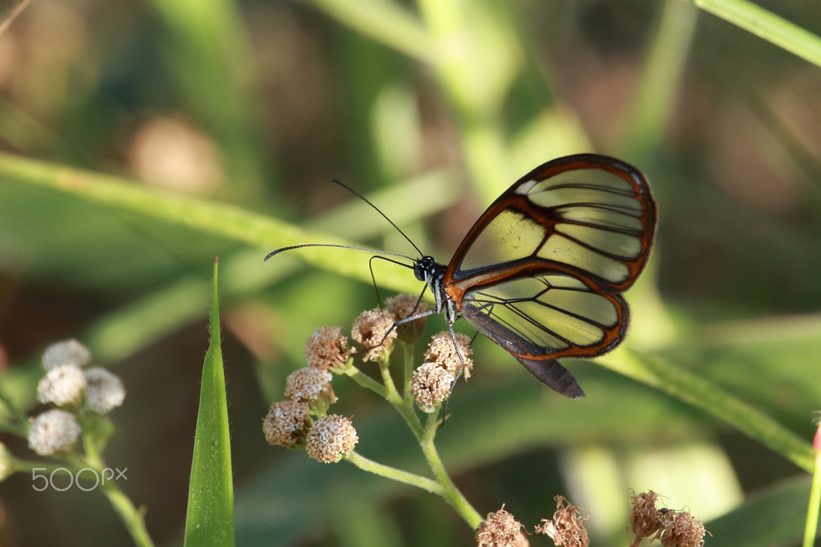 Canon EF-S 55-250mm F4-5.6 IS STM sample photo. Transparent beauty photography