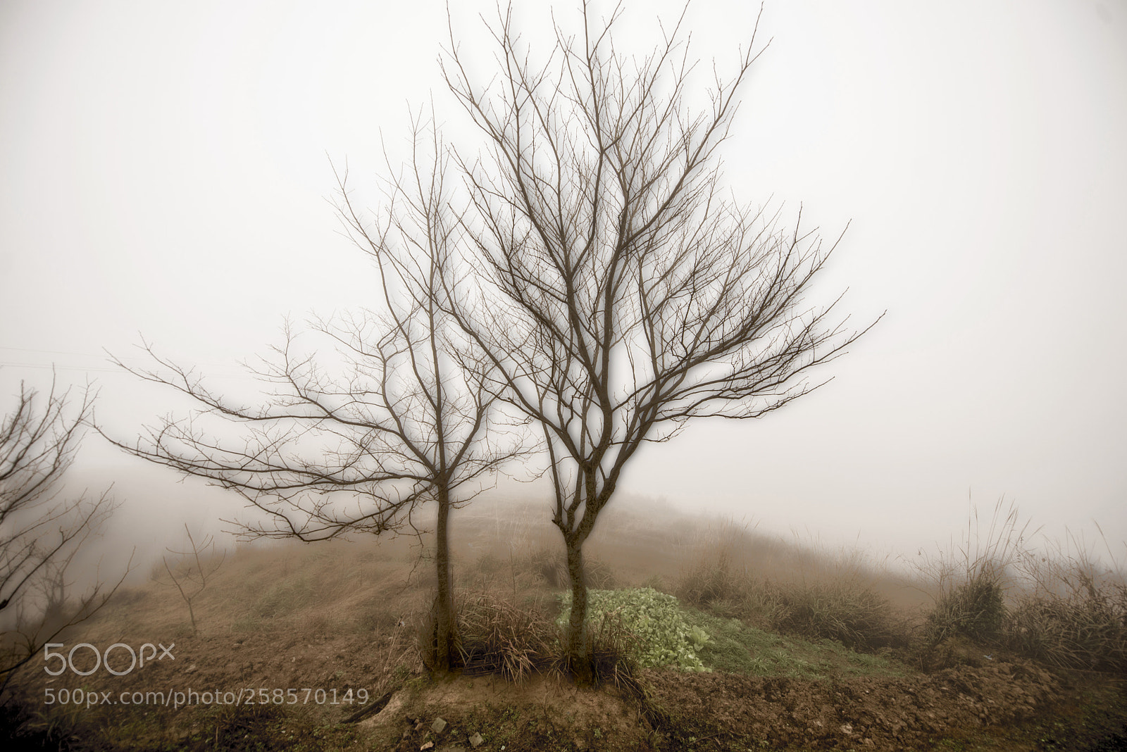 Nikon D600 sample photo. Ghost trees photography