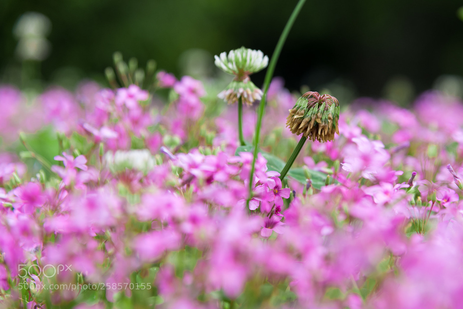 Nikon D750 sample photo. Flower photography