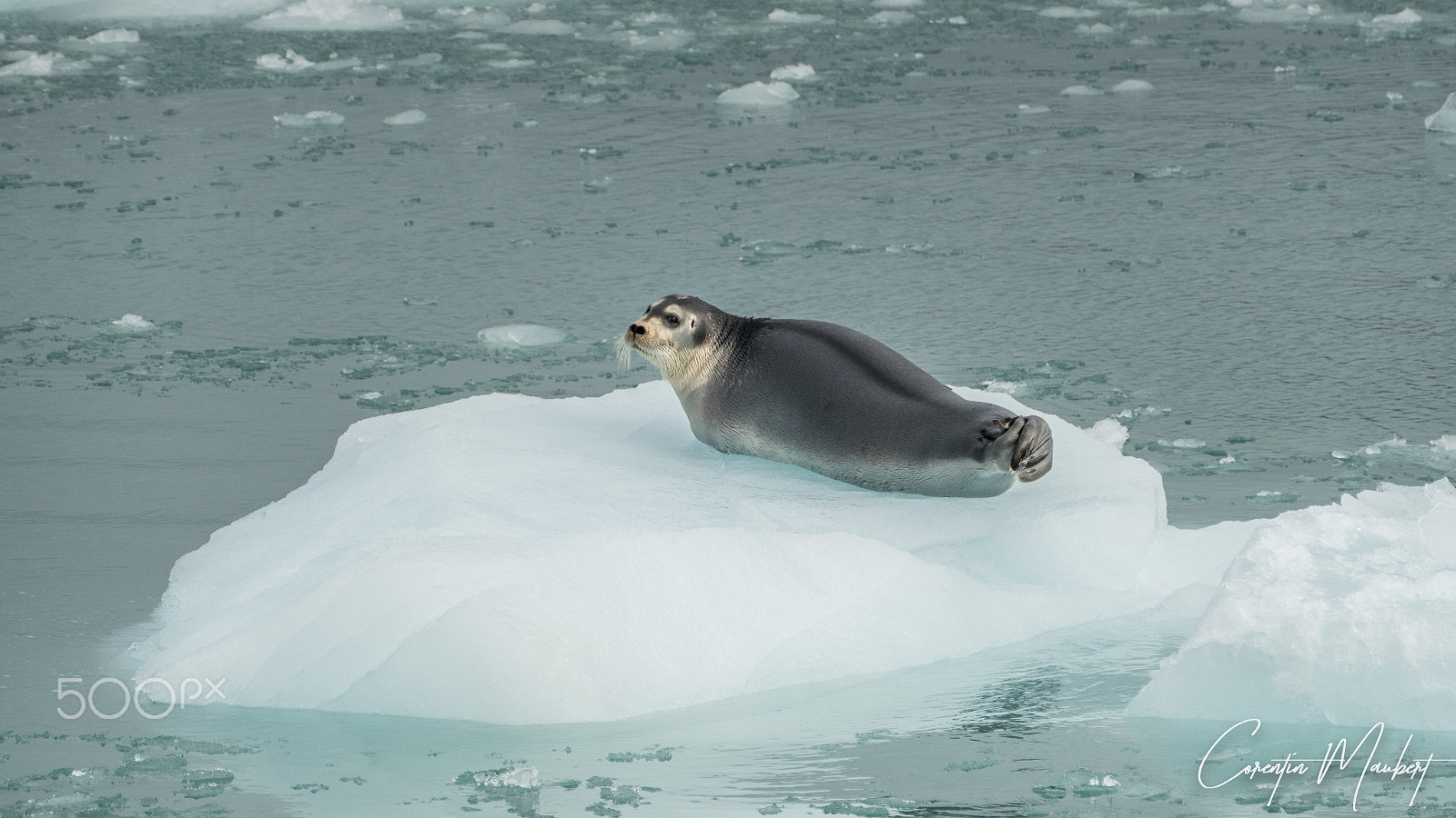 Leica V-Lux (Typ 114) sample photo. Beared seal, svalbard photography